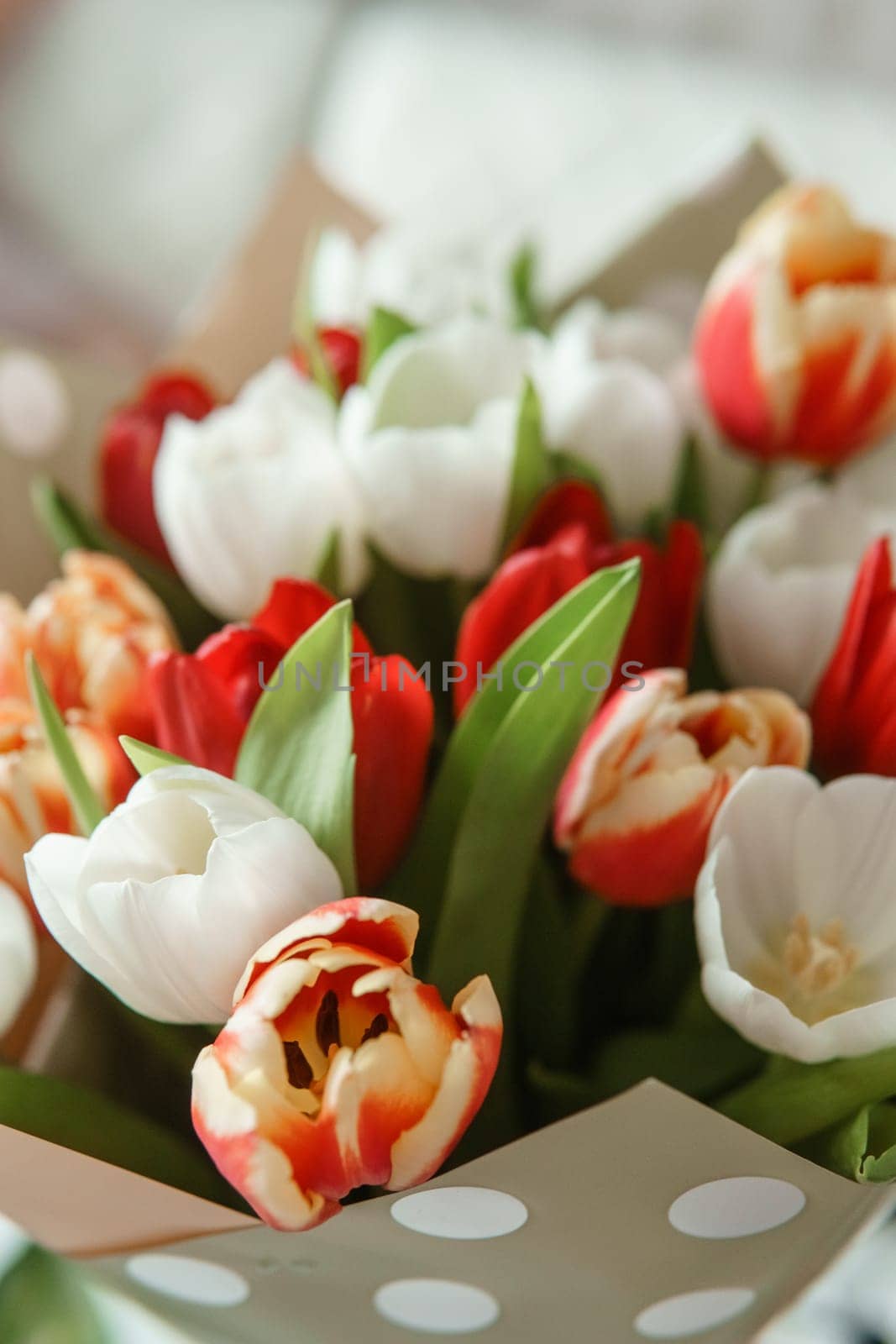 Tender Petals: Tulips Captured in Camera Lens for International Women's Day.