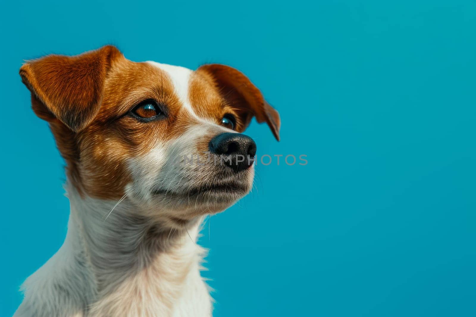 A close up photo showcasing a dog with various colors and textures in front of a solid blue background.