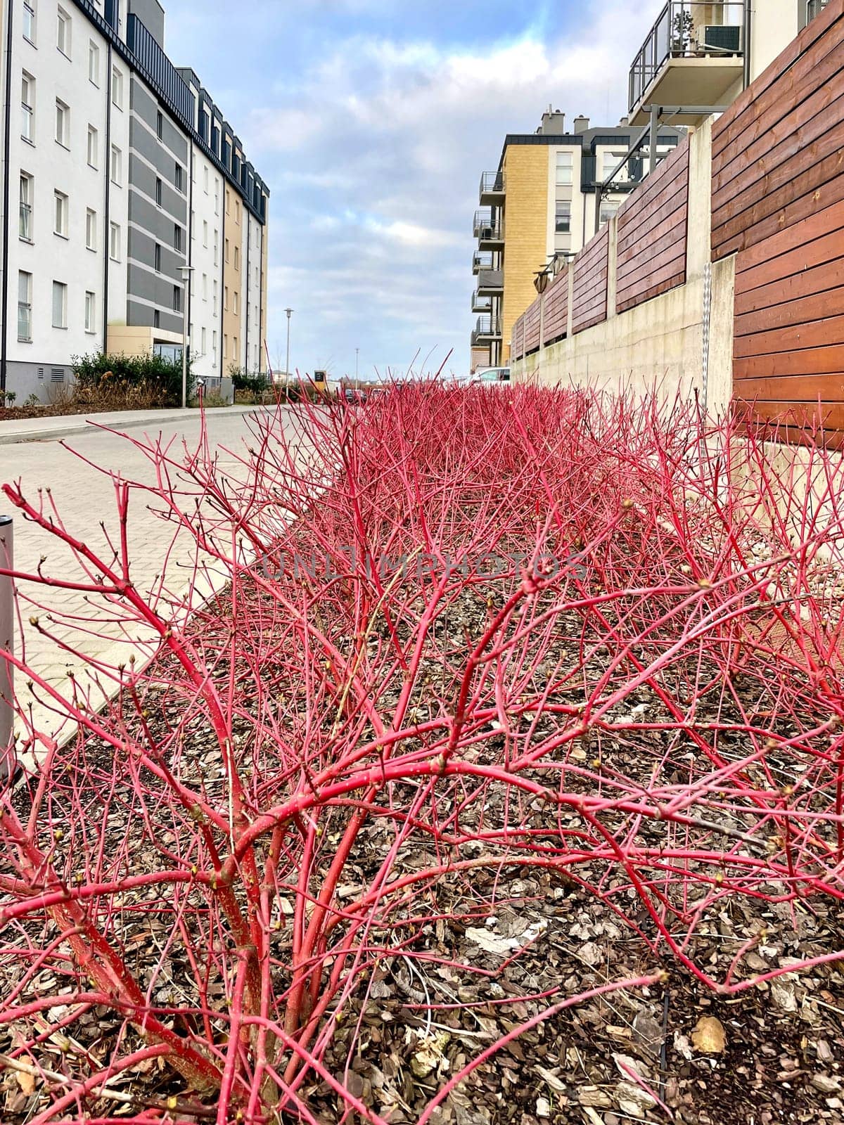 Young red shoots of a decorative plant grow in the flowerbed near the high-rise buildings by MilaLazo
