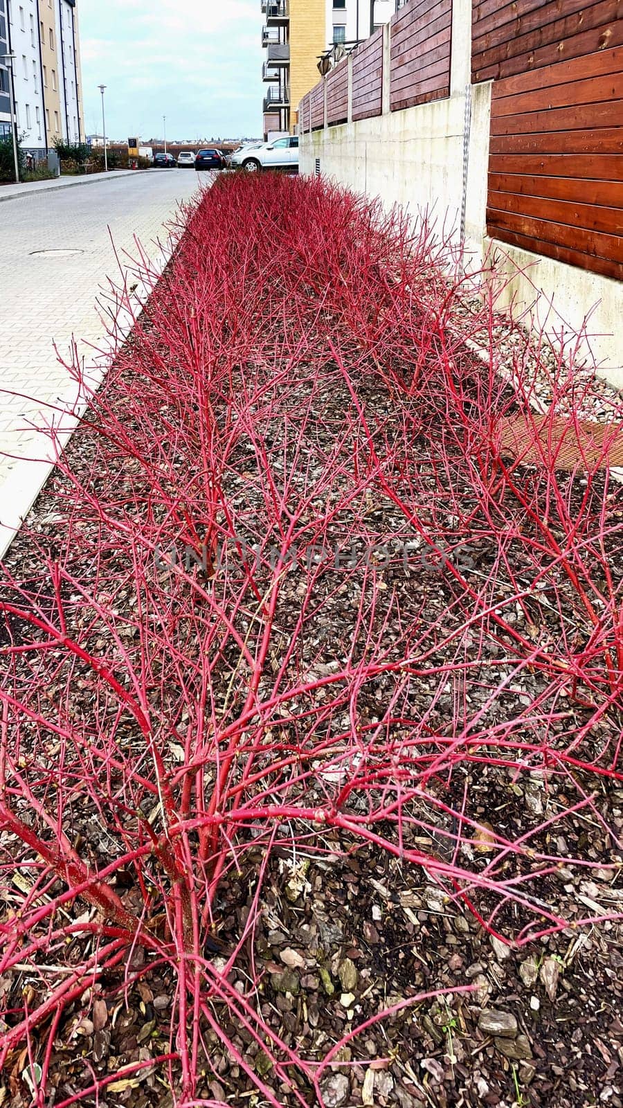 Young red shoots of a decorative plant grow in the flowerbed near the high-rise buildings. High quality photo