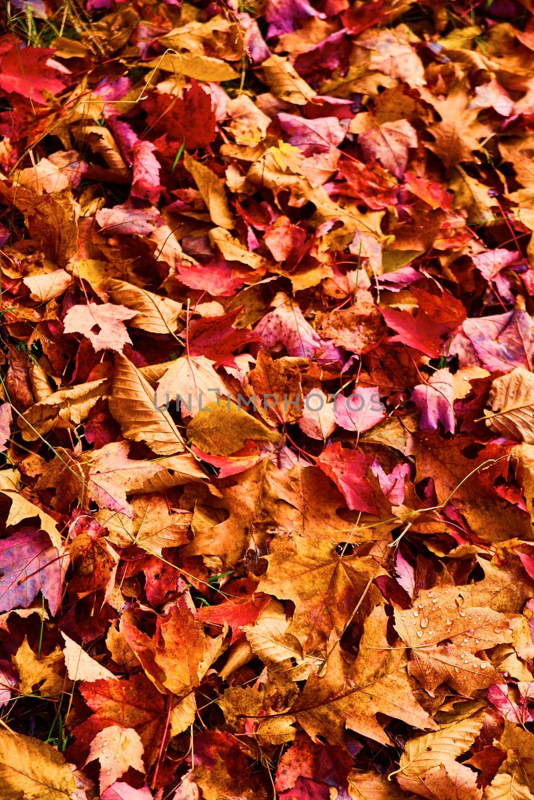 Vibrant Autumn Leaves at Hungarian Falls, Michigan, 2017 - Captivating Display of Seasonal Change
