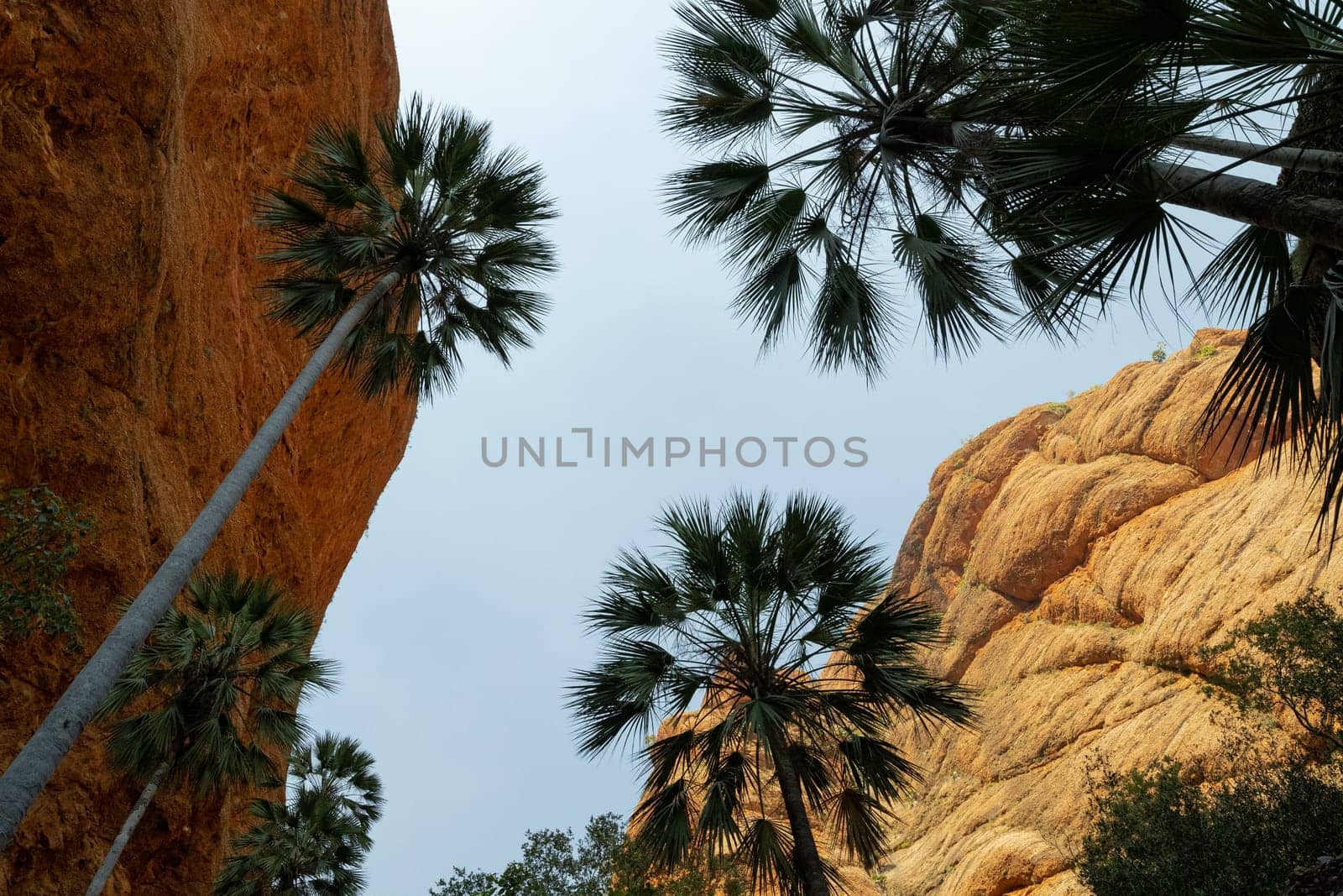 Looking up at tall palm trees against orange rocks in a gorge in WA by StefanMal