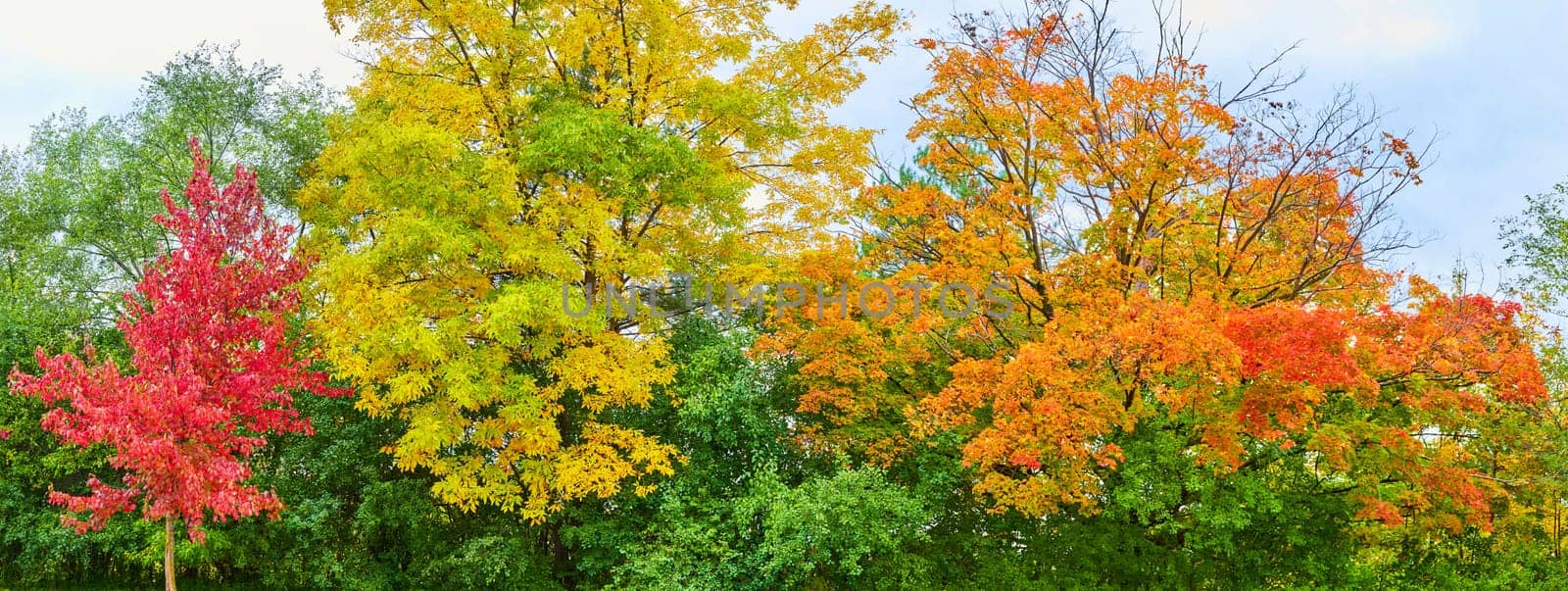 Vibrant Autumn Panorama in Michigan, Showcasing Diverse Foliage Colors under Overcast Sky