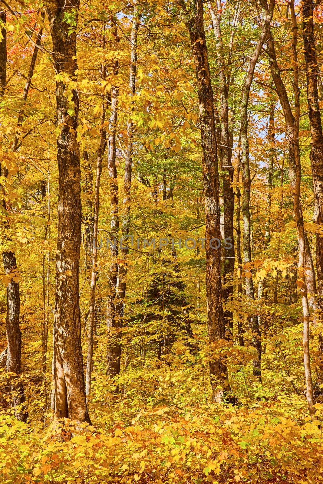 Autumnal Splendor in Keweenaw, Michigan - Breathtaking view of vibrant fall foliage in a temperate forest, 2017