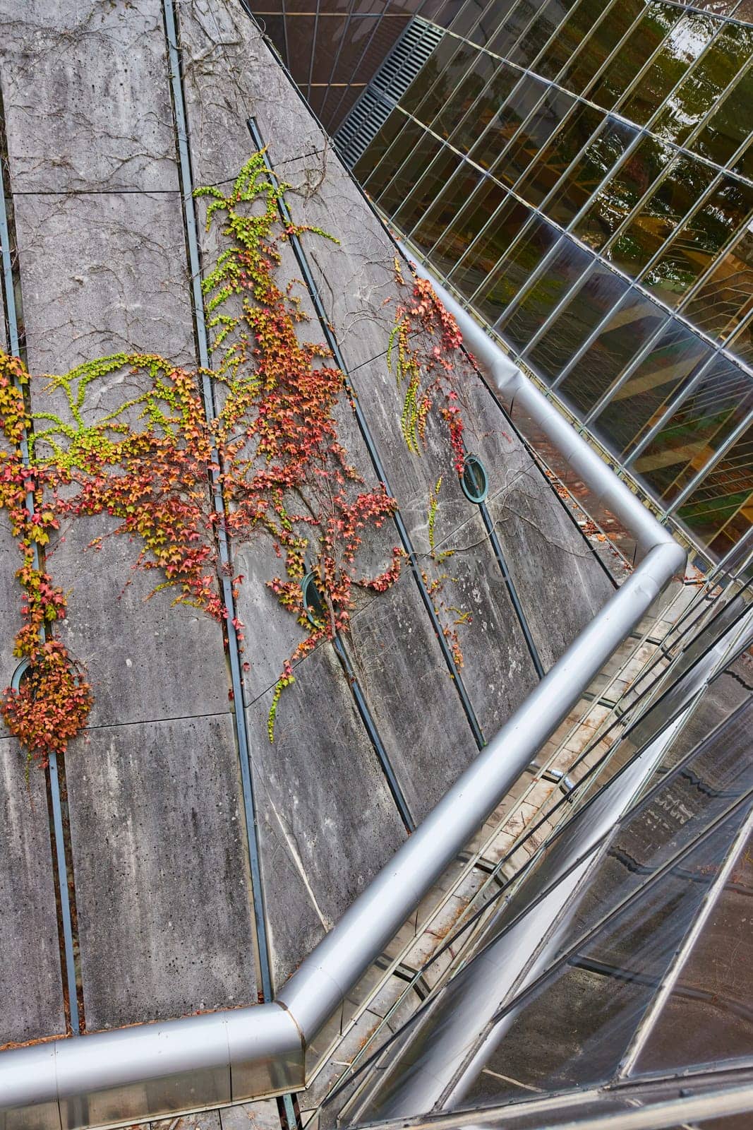 Green foliage on a concrete wall, metallic handrail and glass roof at University of Michigan Law Quadrangle, depicting urban nature fusion.