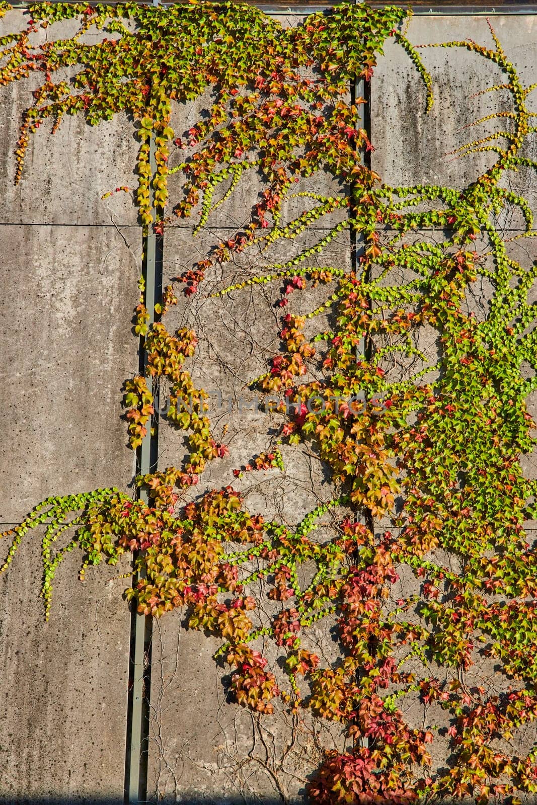 Autumnal climbing plants cover a concrete wall at University of Michigan, blending urban and natural elements in vibrant sunlight.