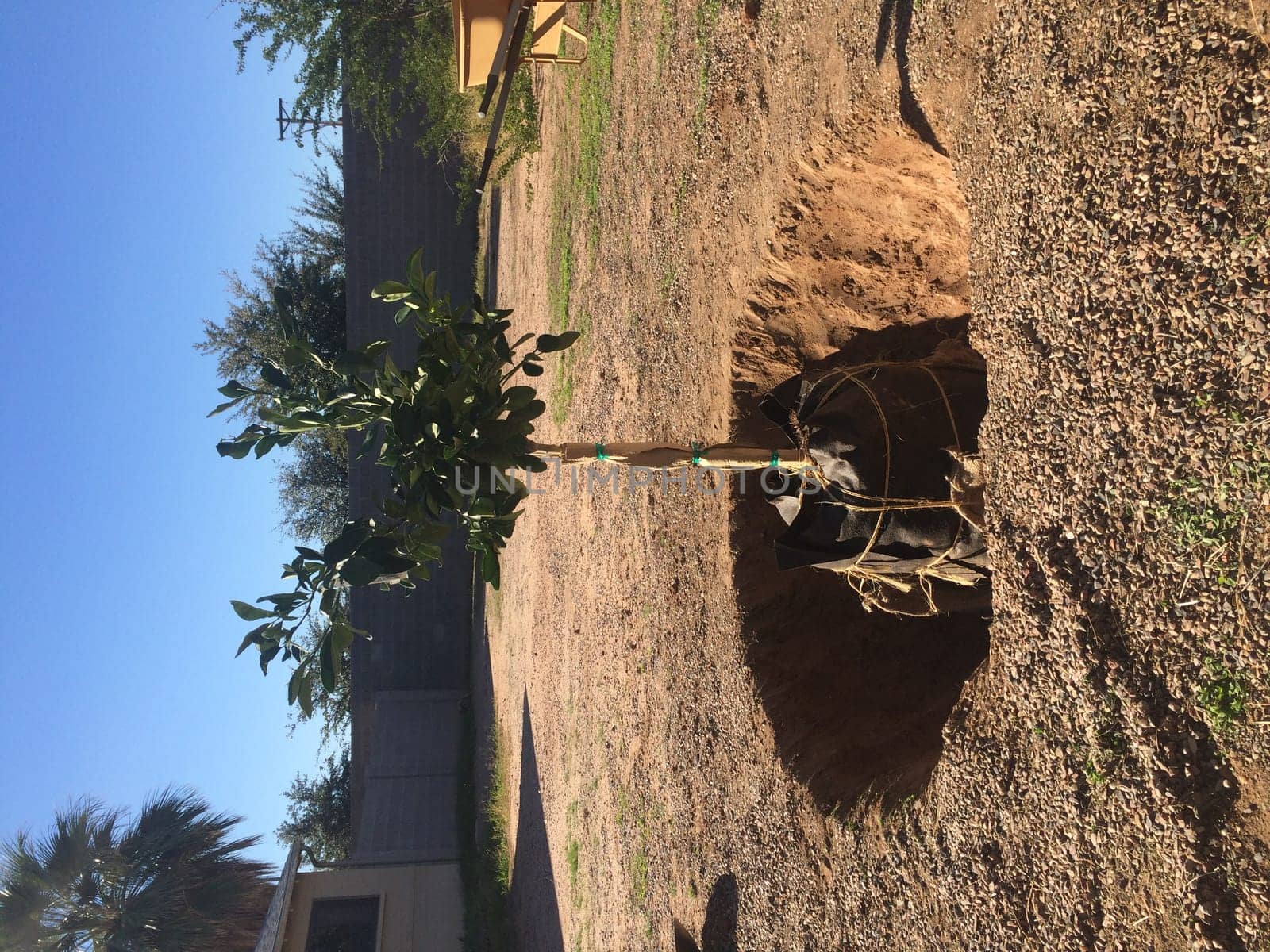 Planting an Orange Tree in Arizona Backyard. High quality photo