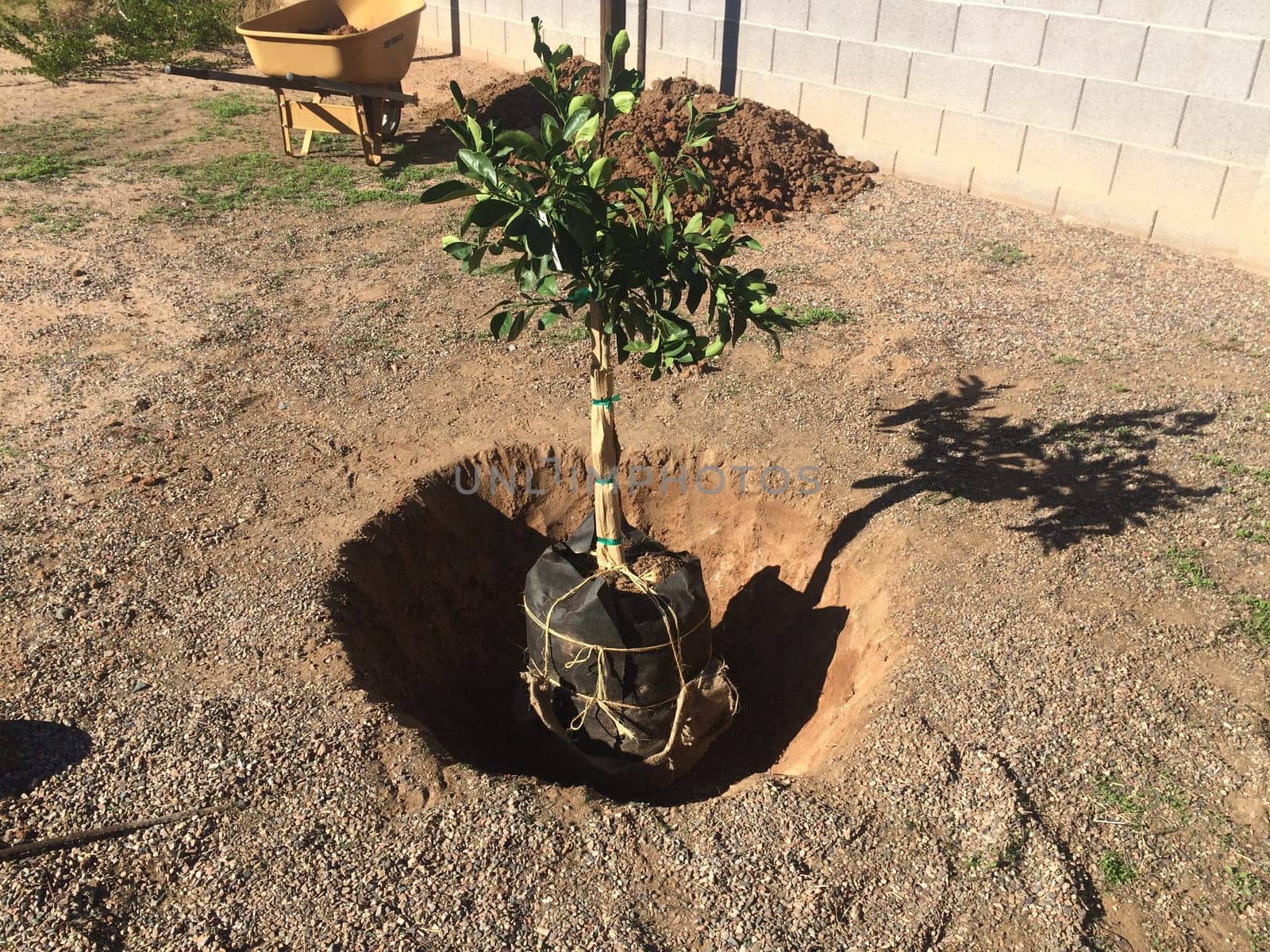 Planting an Orange Tree in Arizona Backyard. High quality photo