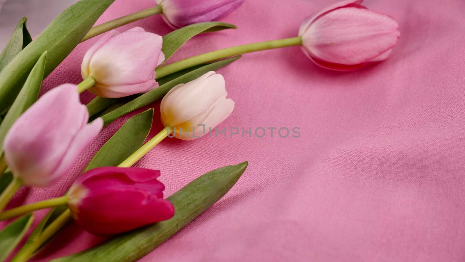 Romantic Pink tulip flowers on March 8 international women's day, mother's day with copy space for paste text. Close up