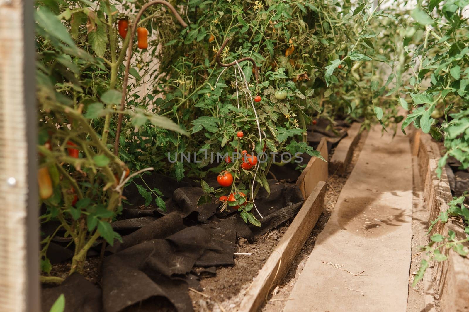 Tomatoes are hanging on a branch in the greenhouse. The concept of gardening and life in the country. A large greenhouse for growing homemade tomatoes