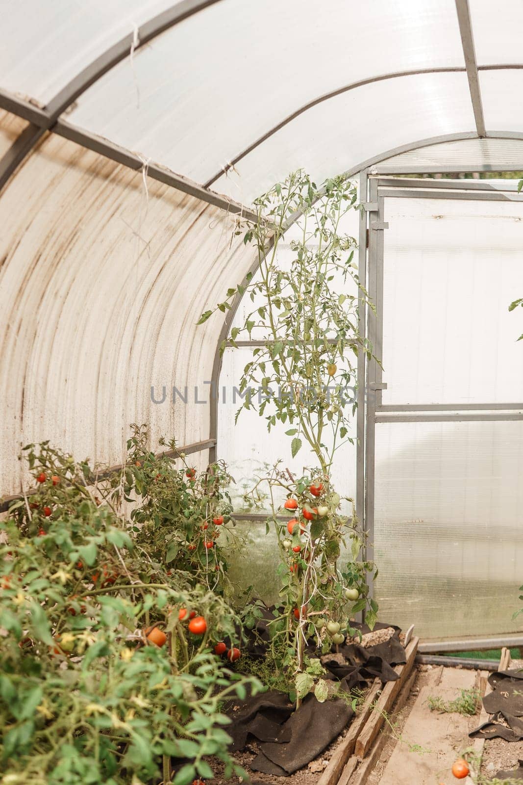 Tomatoes are hanging on a branch in the greenhouse. The concept of gardening and life in the country. A large greenhouse for growing homemade tomatoes