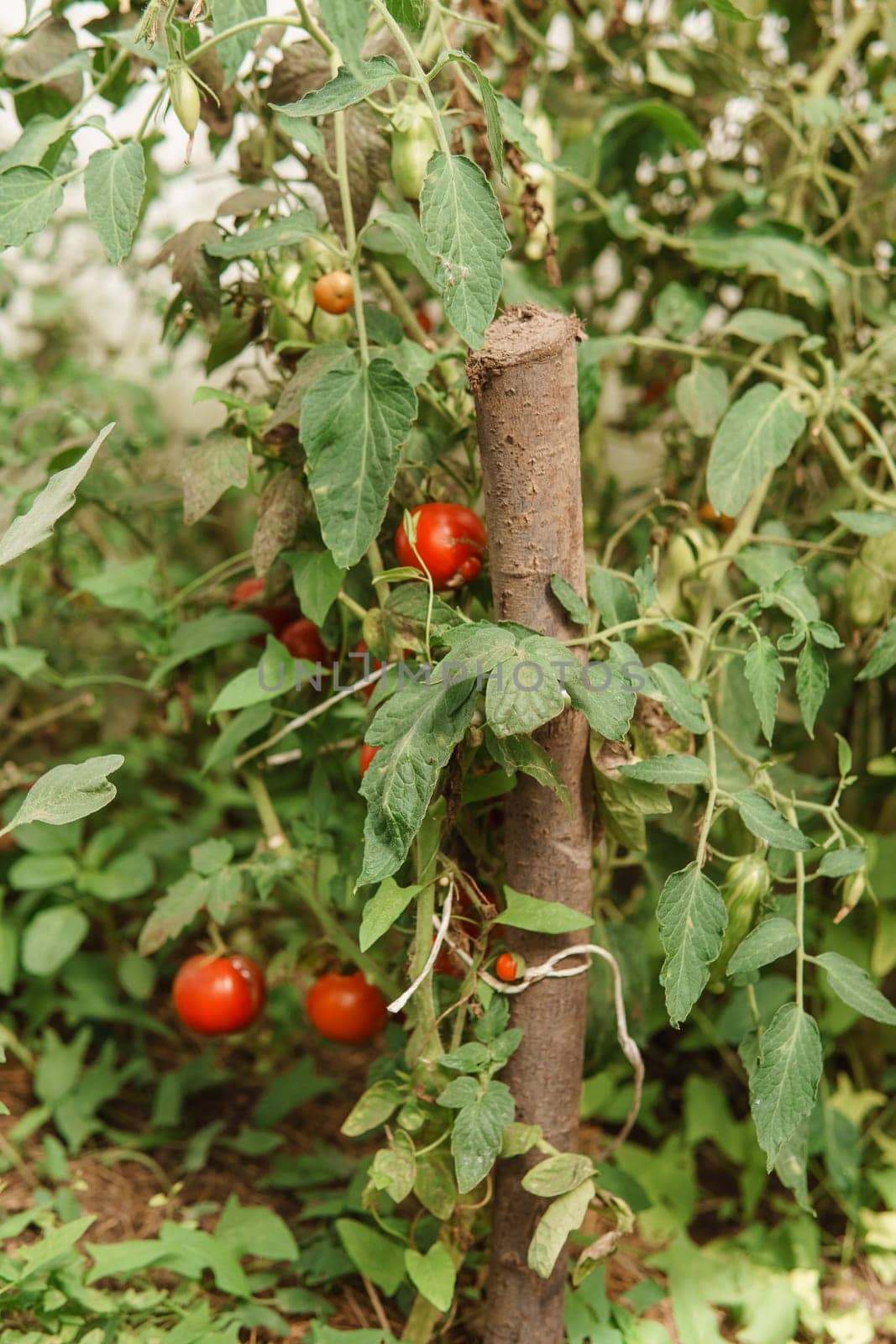 Tomatoes are hanging on a branch in the greenhouse. The concept of gardening and life in the country.