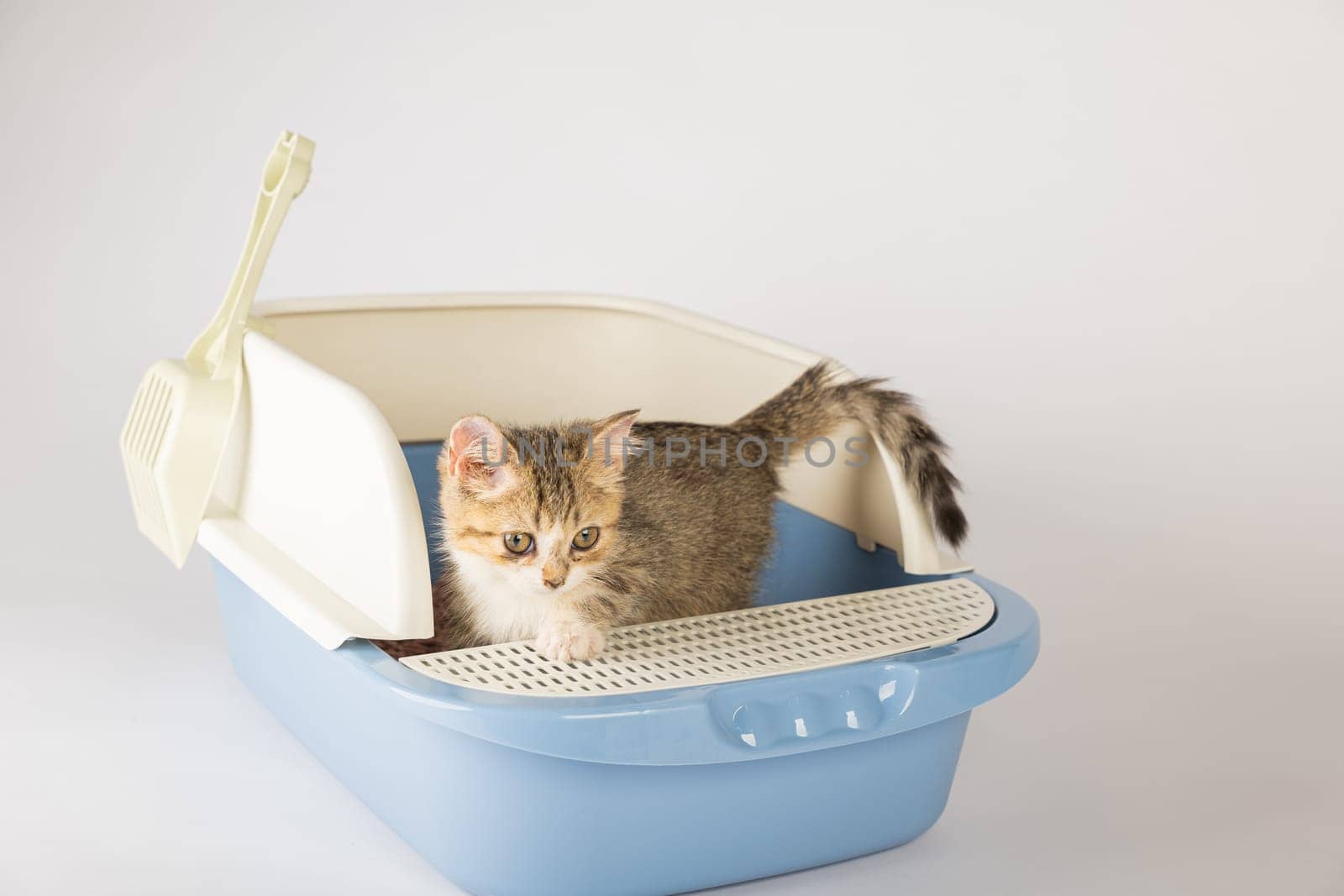 An isolated cat seated in plastic litter toilet box or sandbox set against clean white backdrop. This educational image underscores feline hygiene and care presenting clean well-maintained environment by Sorapop