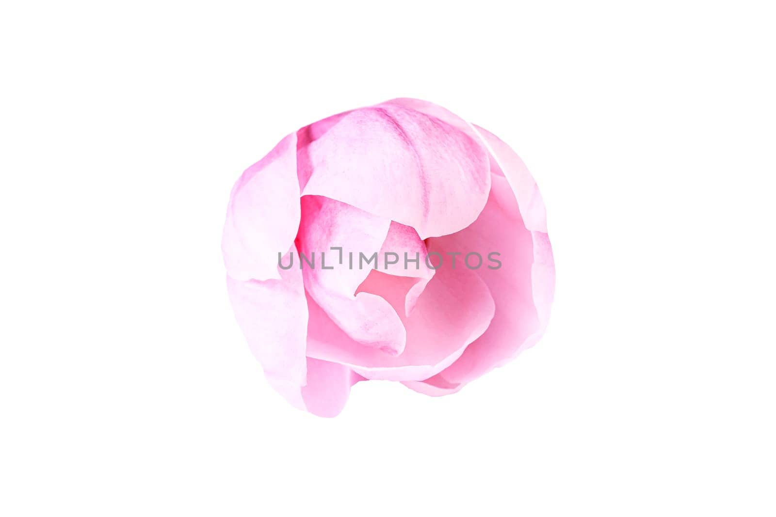 Pink magnolia flower isolated on white background. Top view