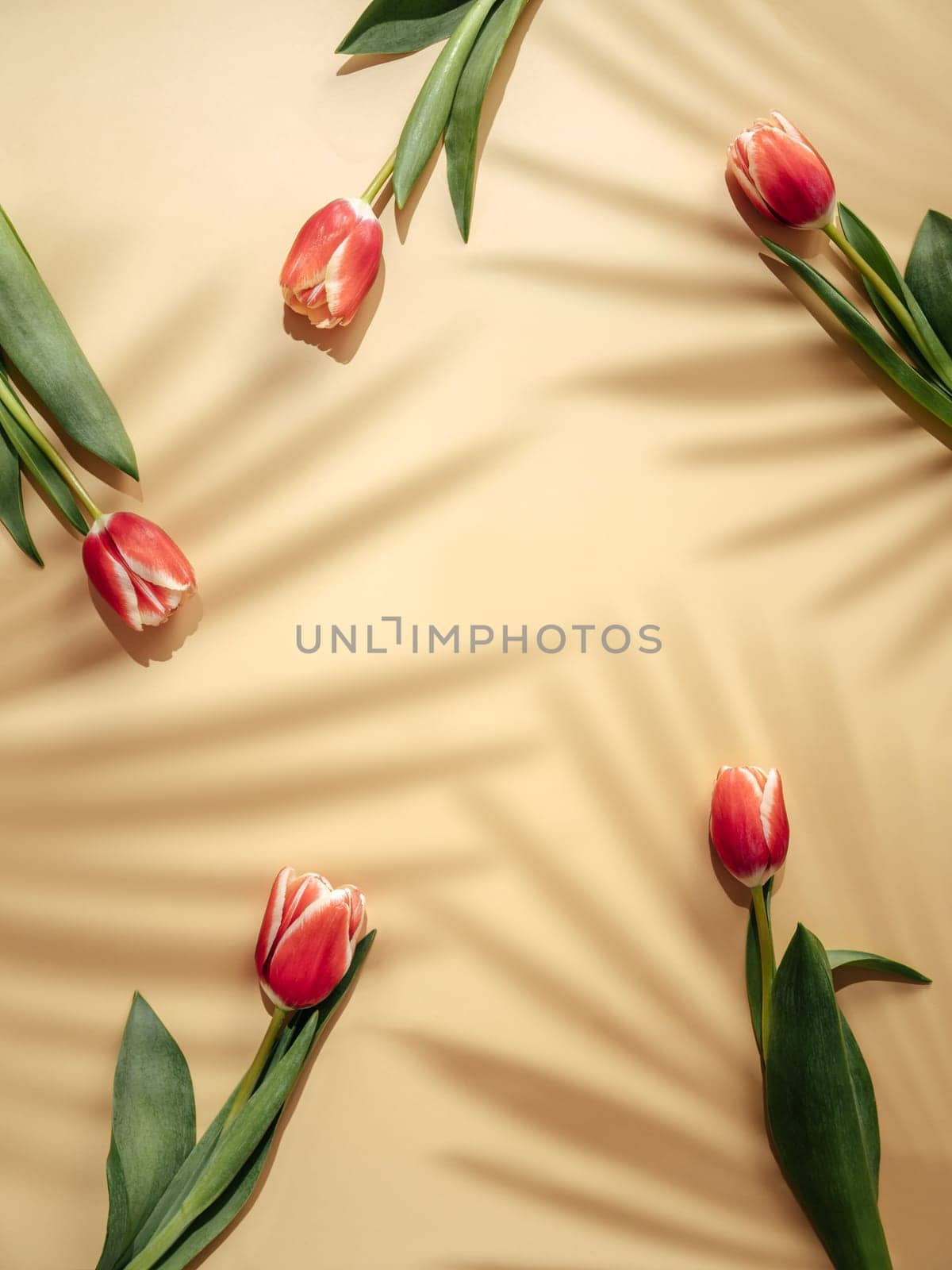 Aesthetic background with red tulips and palm shadows on beige champagne background. Vertical image of perfect tulips with copy space for text in center. Spring flowers. Sell tulips. Spring mood. Top view or flat lay
