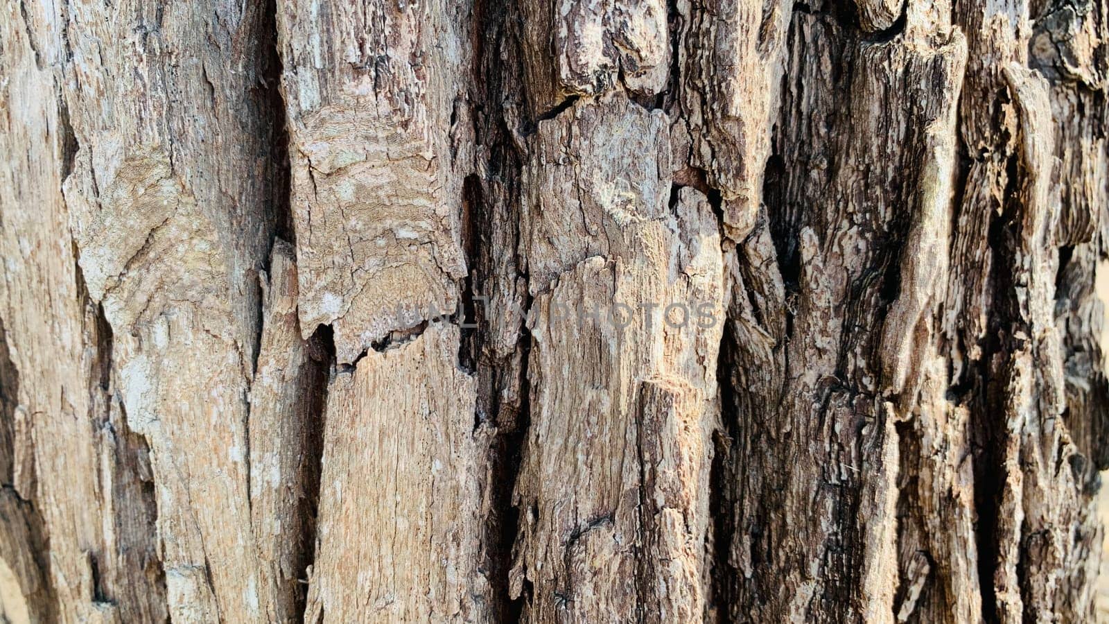 Bark pattern is seamless texture from tree. For background wood work, Bark of brown hardwood, thick bark hardwood, residential house wood. nature, trunk, tree, bark, hardwood, trunk, tree, trunk