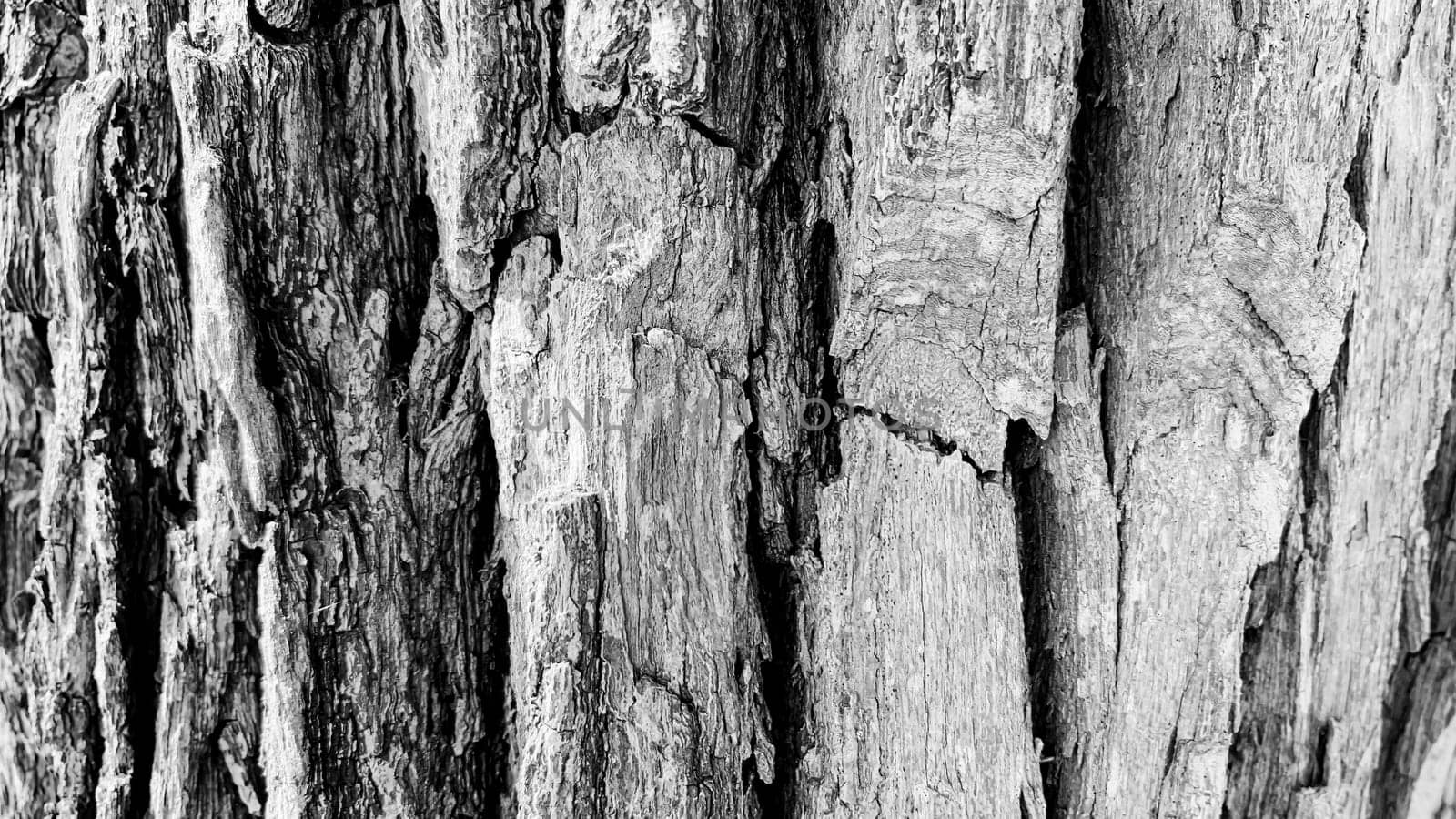 Bark pattern is seamless texture from tree. For background wood work, Bark of brown hardwood, thick bark hardwood, residential house wood. nature, trunk, tree, bark, hardwood, trunk, tree, trunk