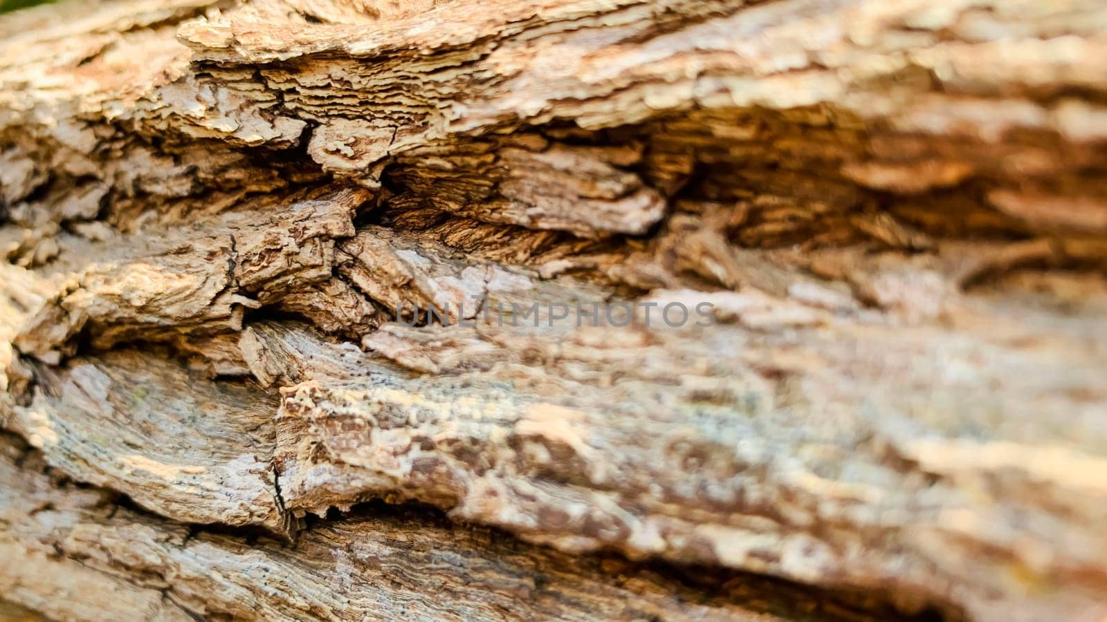 Bark pattern is seamless texture from tree. For background wood work, Bark of brown hardwood, thick bark hardwood, residential house wood. nature, trunk, tree, bark, hardwood, trunk, tree, trunk