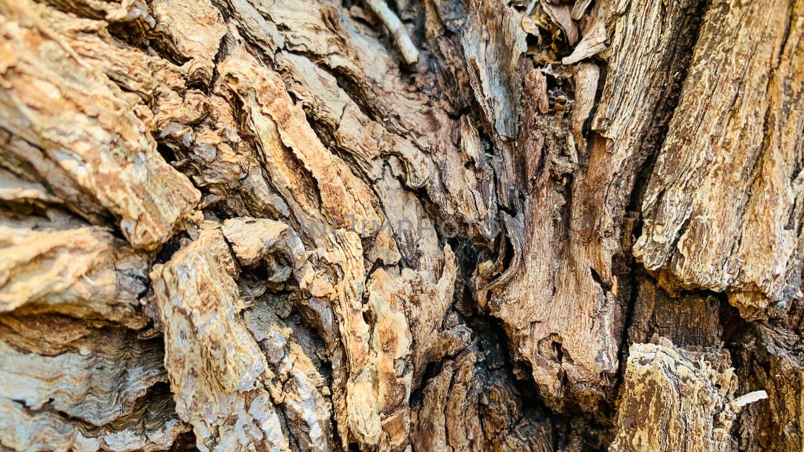 Bark pattern is seamless texture from tree. For background wood work, Bark of brown hardwood, thick bark hardwood, residential house wood. nature, trunk, tree, bark, hardwood, trunk, tree, trunk