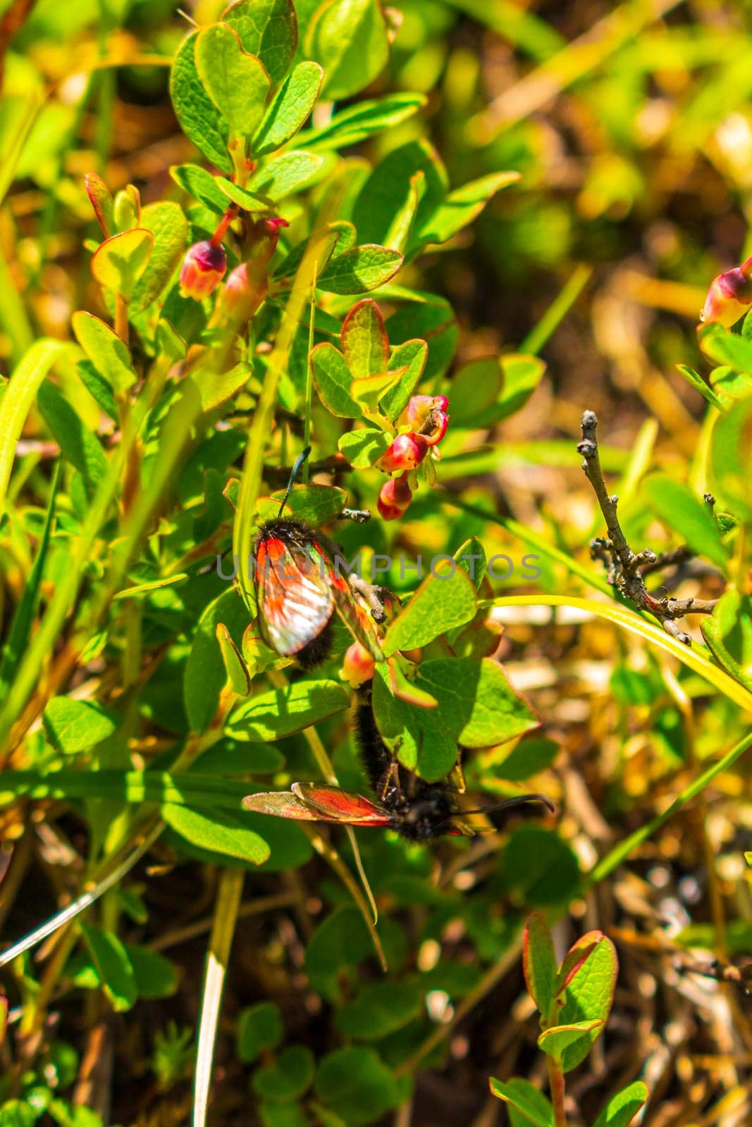 Rams bug Zygaena black red butterfly insect with wings in Rondane National Park Ringbu Innlandet Norway in Scandinavia.