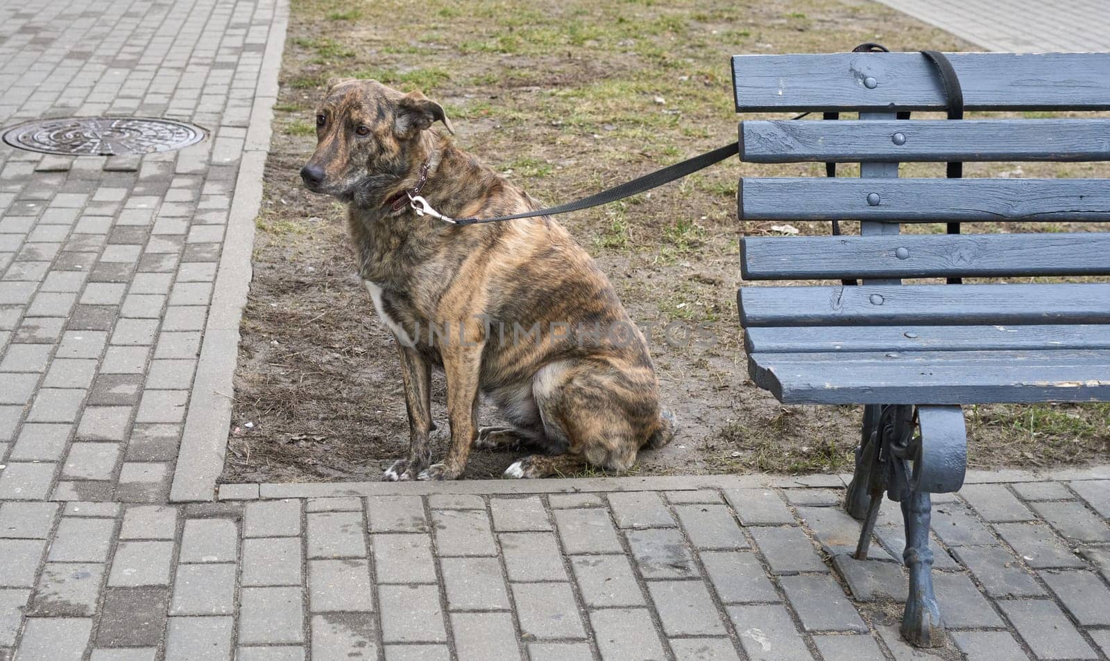 Dog tied to a bench waiting for its owner.