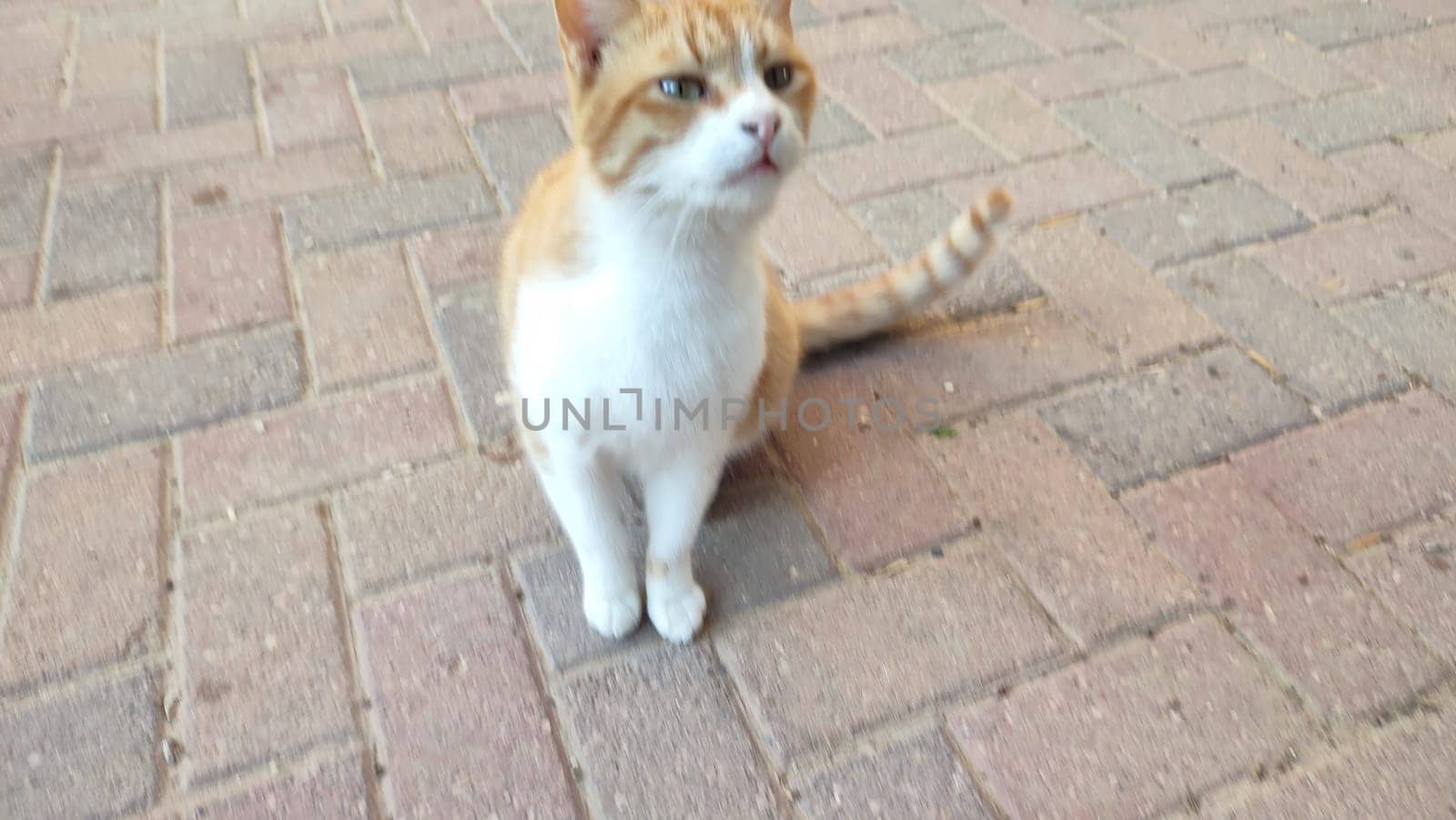 Ginger white cat pets, animal. High quality photo