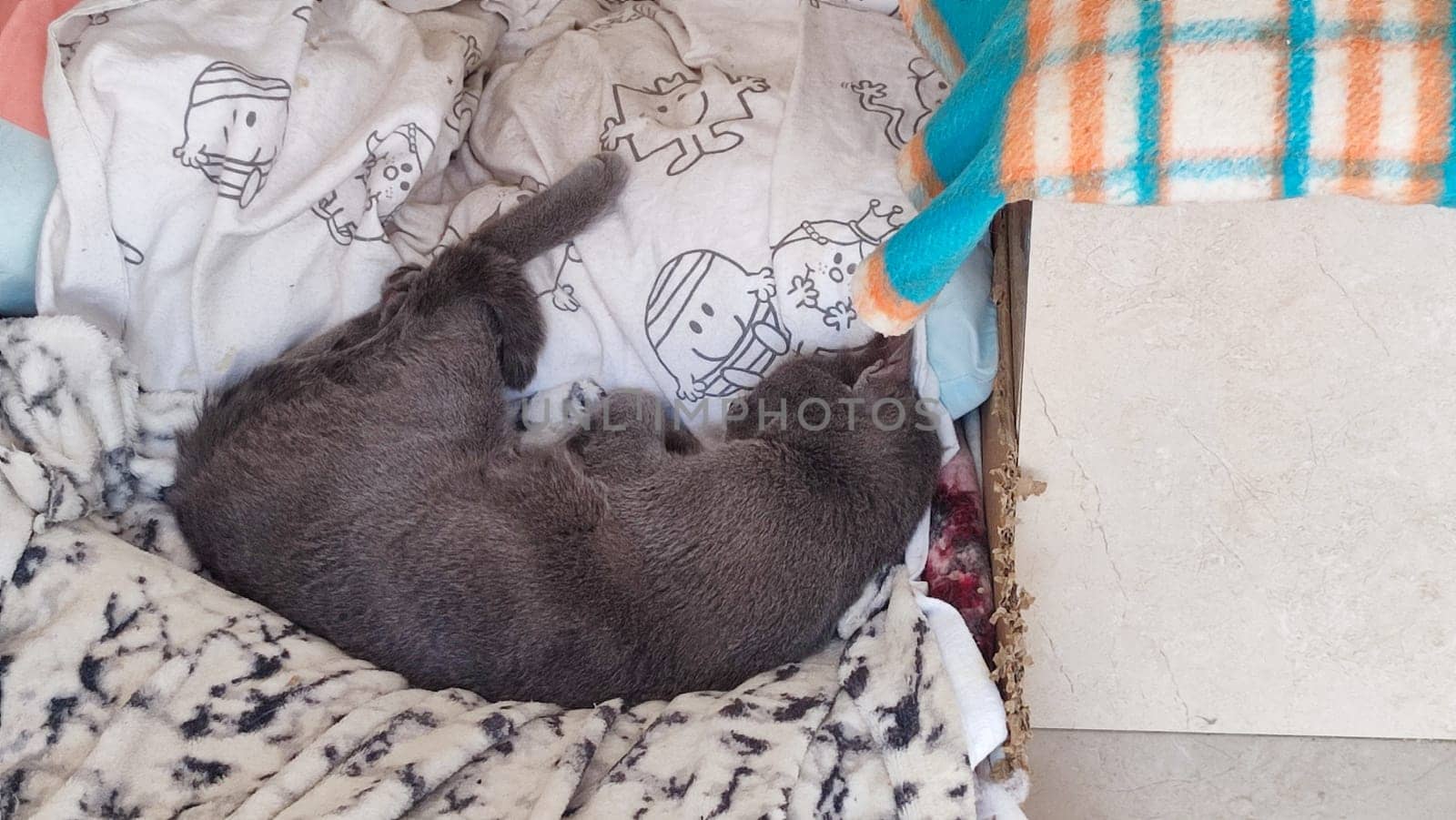 Gray cat sleeps on a blanket, pets, animal. High quality photo