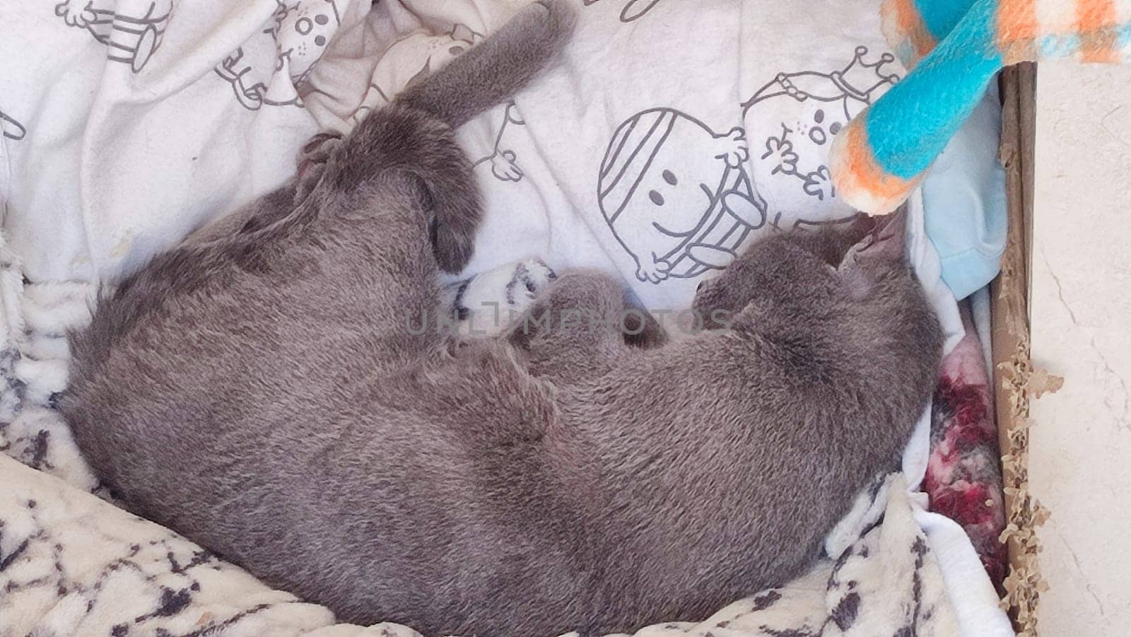 Gray cat sleeps on a blanket, pets, animal. High quality photo