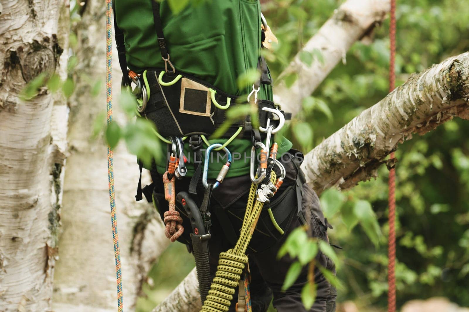 Man climber on a tree to trim branches by Godi