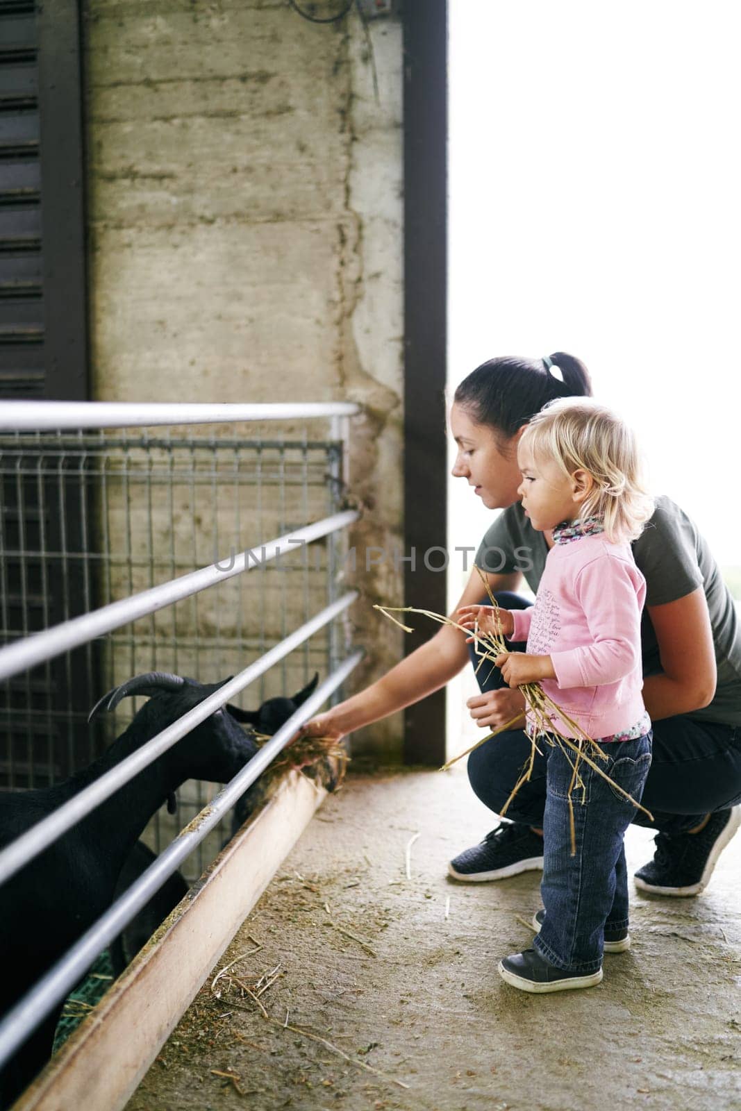 Little girl with a bunch of hay stands near her mother squatting and feeding goats in a paddock by Nadtochiy