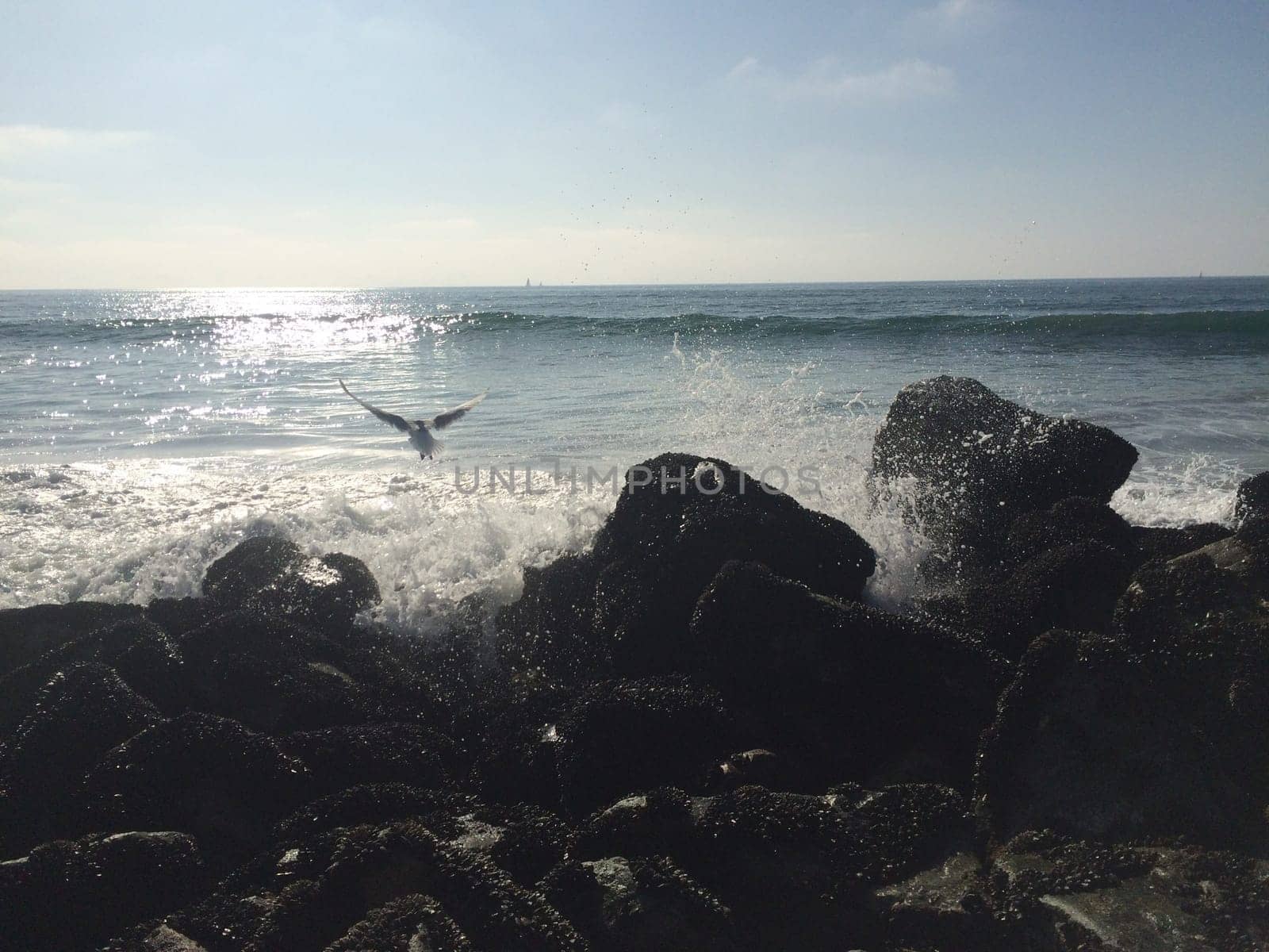 Bird Flying along Rocky Ocean Shore, Waves Crashing near Los Angeles. High quality photo