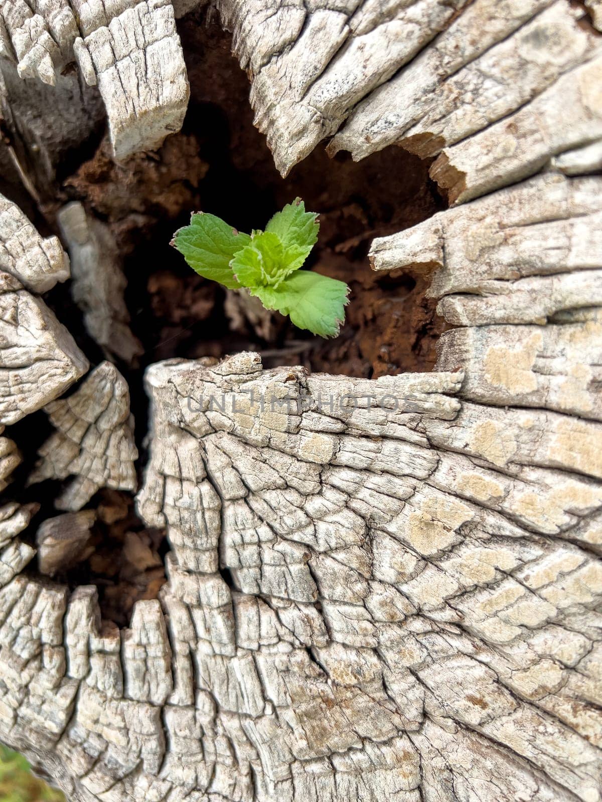 Plant growing in the middle of a cut tree stump by Sonat
