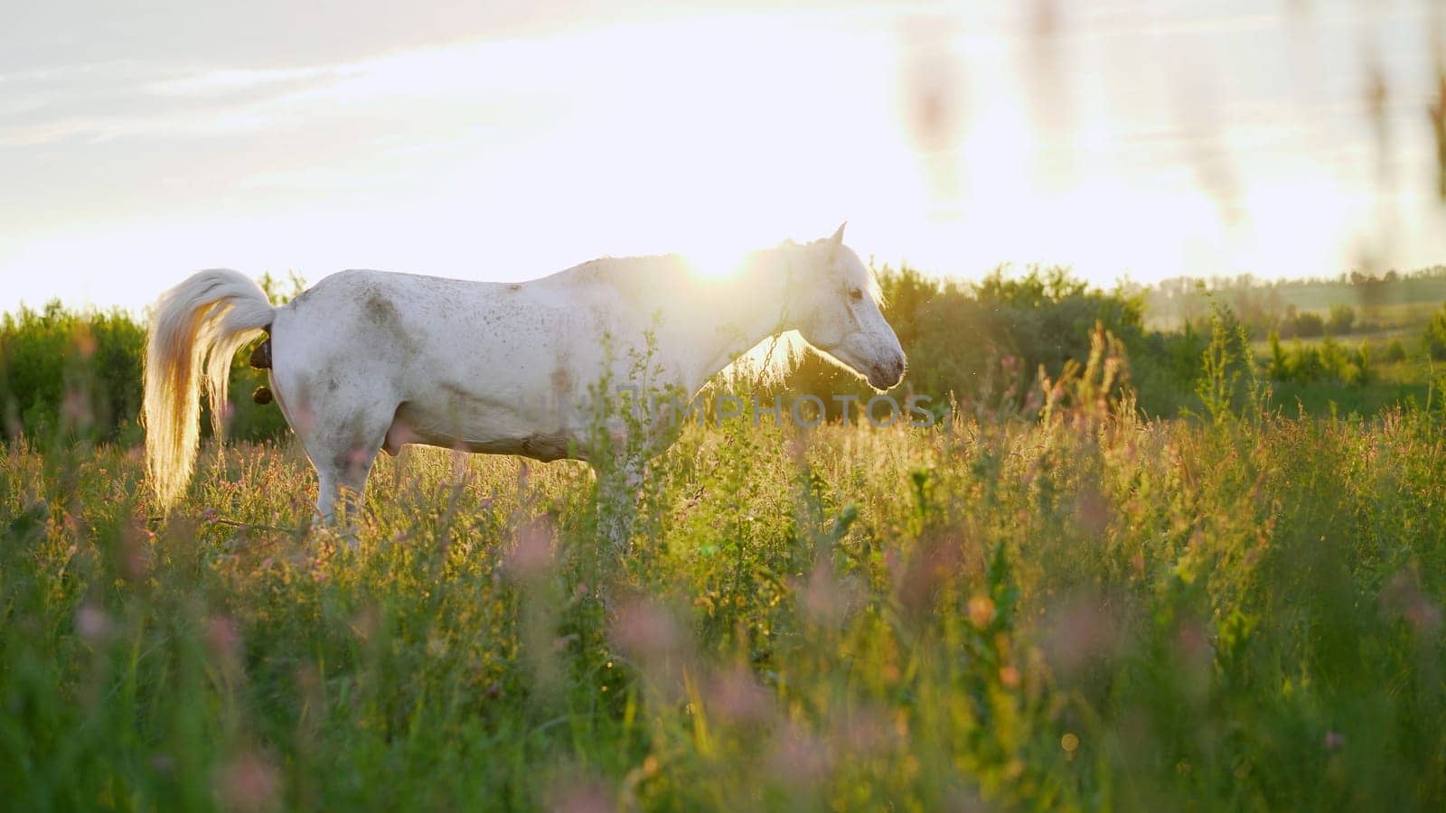 A beautiful white horse feeding in a green pasture. The white horse eats grass in the meadow. by Rusrussid