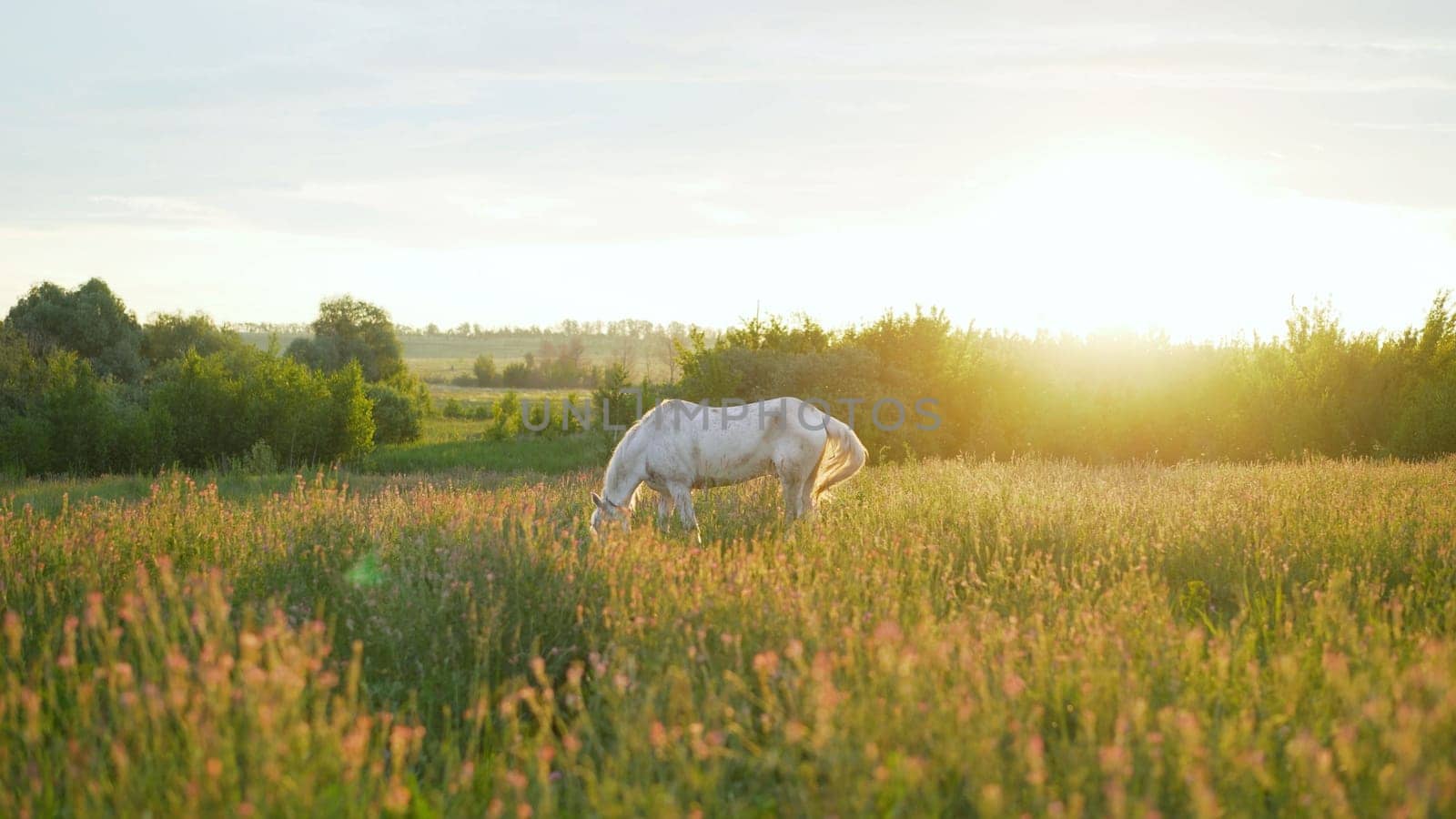 Horses eat green grass in the meadow after the rain. Horses in the meadow after the rain. Rural landscape with grazing horses. Brown and white horse in the pasture. Beautiful horses on a farm after the havy rain.