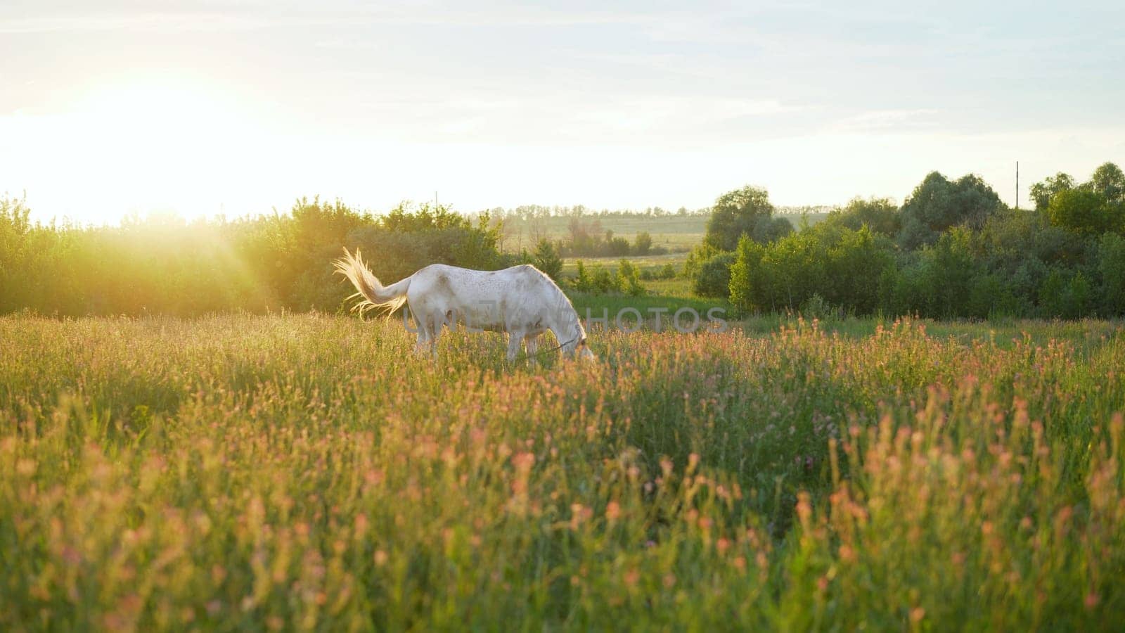 White horse grazes in a summer meadow. The animal is surrounded by meadows full of flowers and beautiful fresh green grass. The stage is lit by warm sunlight.