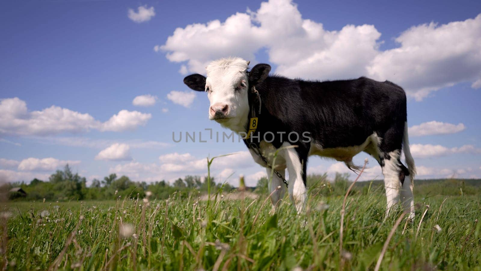 A small black and white bull grazes in a summer meadow. A small cow grazes in a meadow on a summer day. Little calf in the pasture.