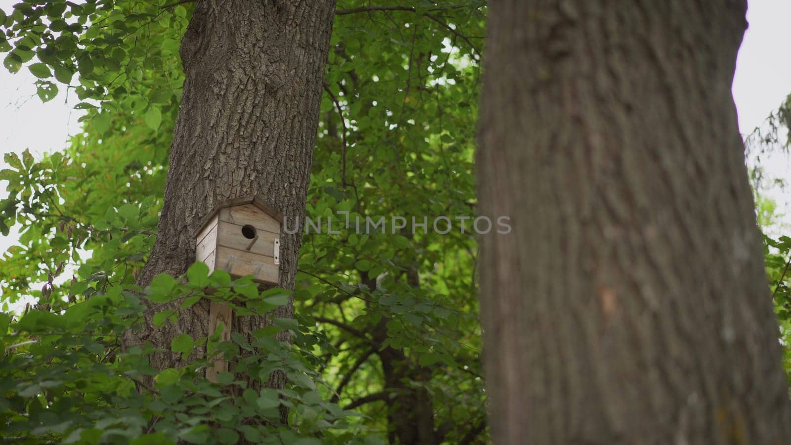 Birdhouse on an oak tree in a park. Crisply evening sun and powerful luscious green trees in the park. Birdhouse.