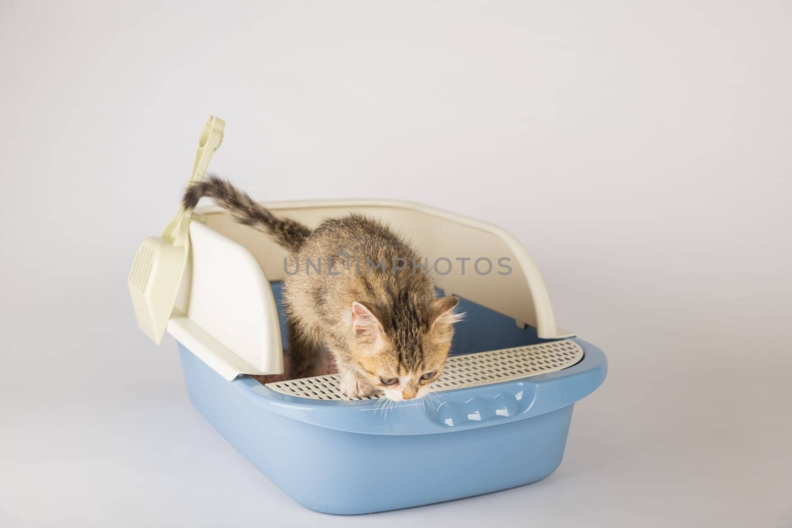 Isolated cat found in plastic litter toilet box or sandbox is featured against. educational image showcases feline hygiene and care accentuating a pristine well-maintained environment.