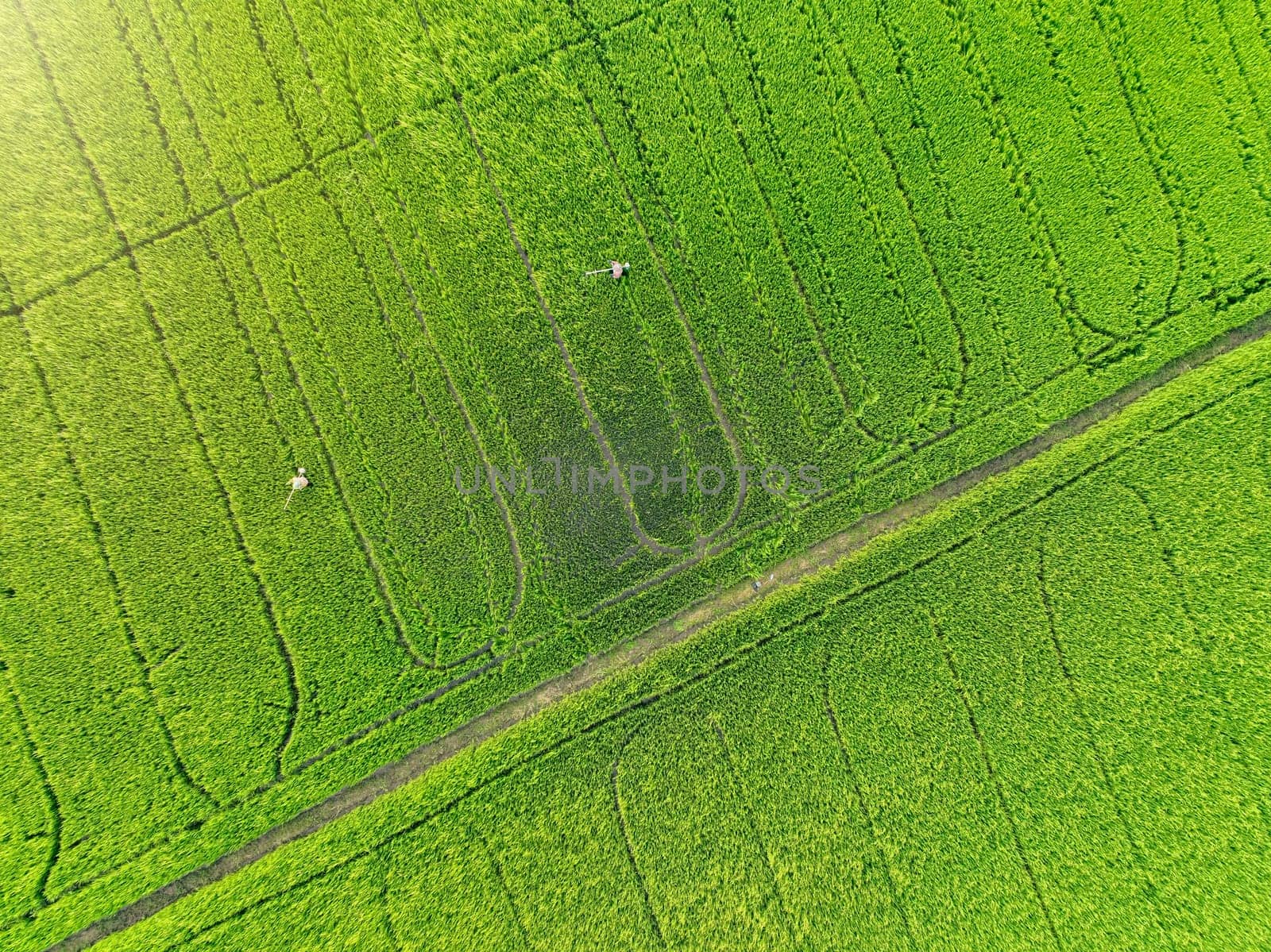 Sustainable agriculture. Aerial view of green rice farm. Beauty nature landscape. Sustainable rice farming. Green paddy field. Rice plantation. Eco-friendly agriculture and environmental conservation.