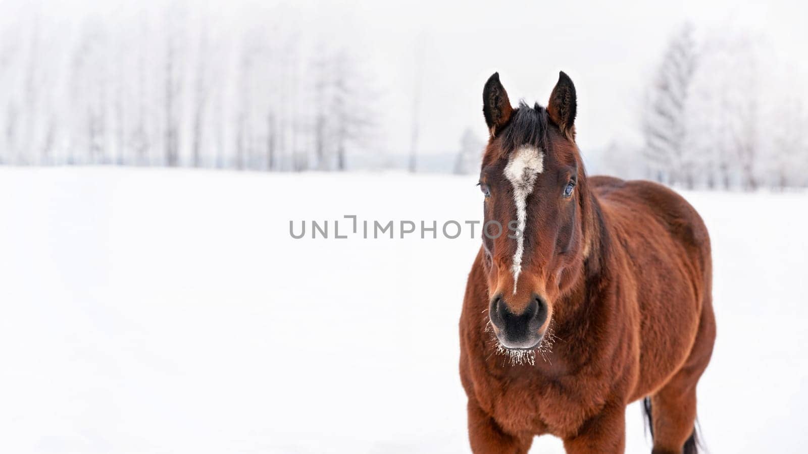 Dark brown horse walks on snow covered field, detail at head from front