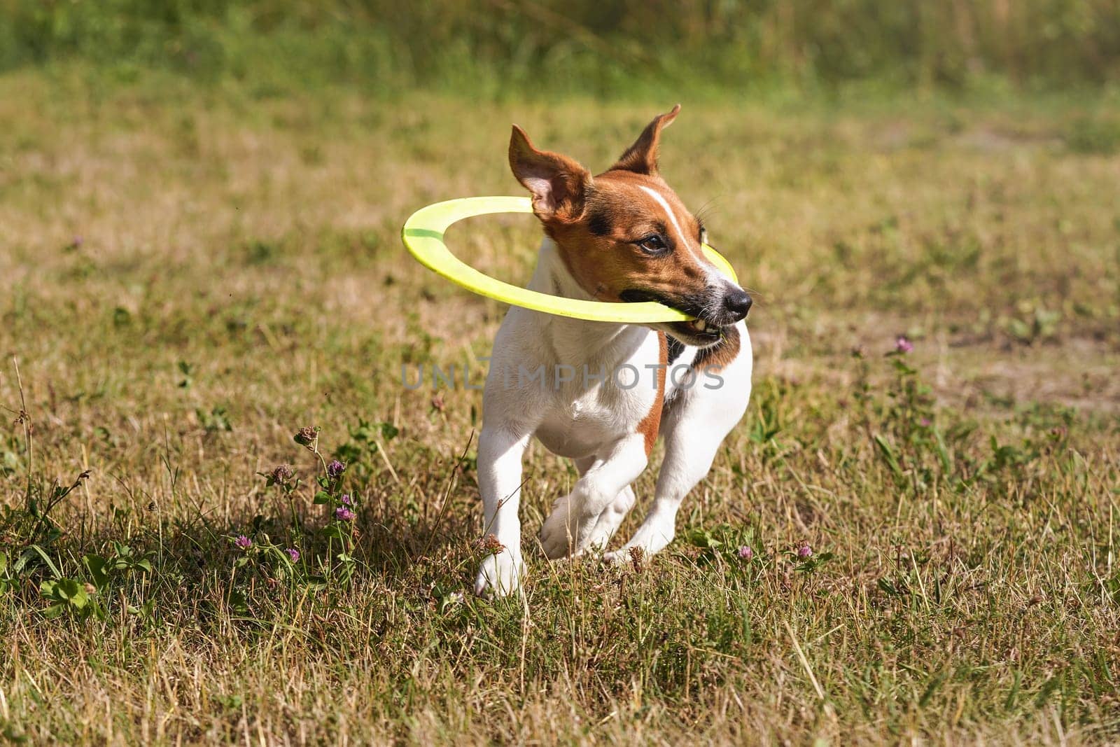 Jack Russell terrier playing with yellow plastic throwing disc on grass meadow, holding it in her mouth