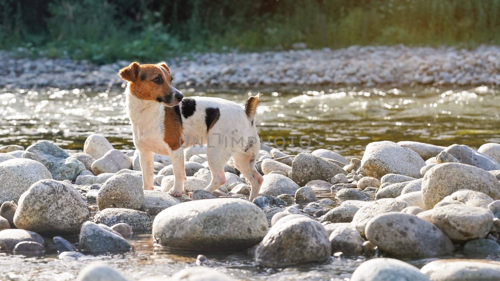 Small Jack Russell terrier walks over round stones near river on sunny day