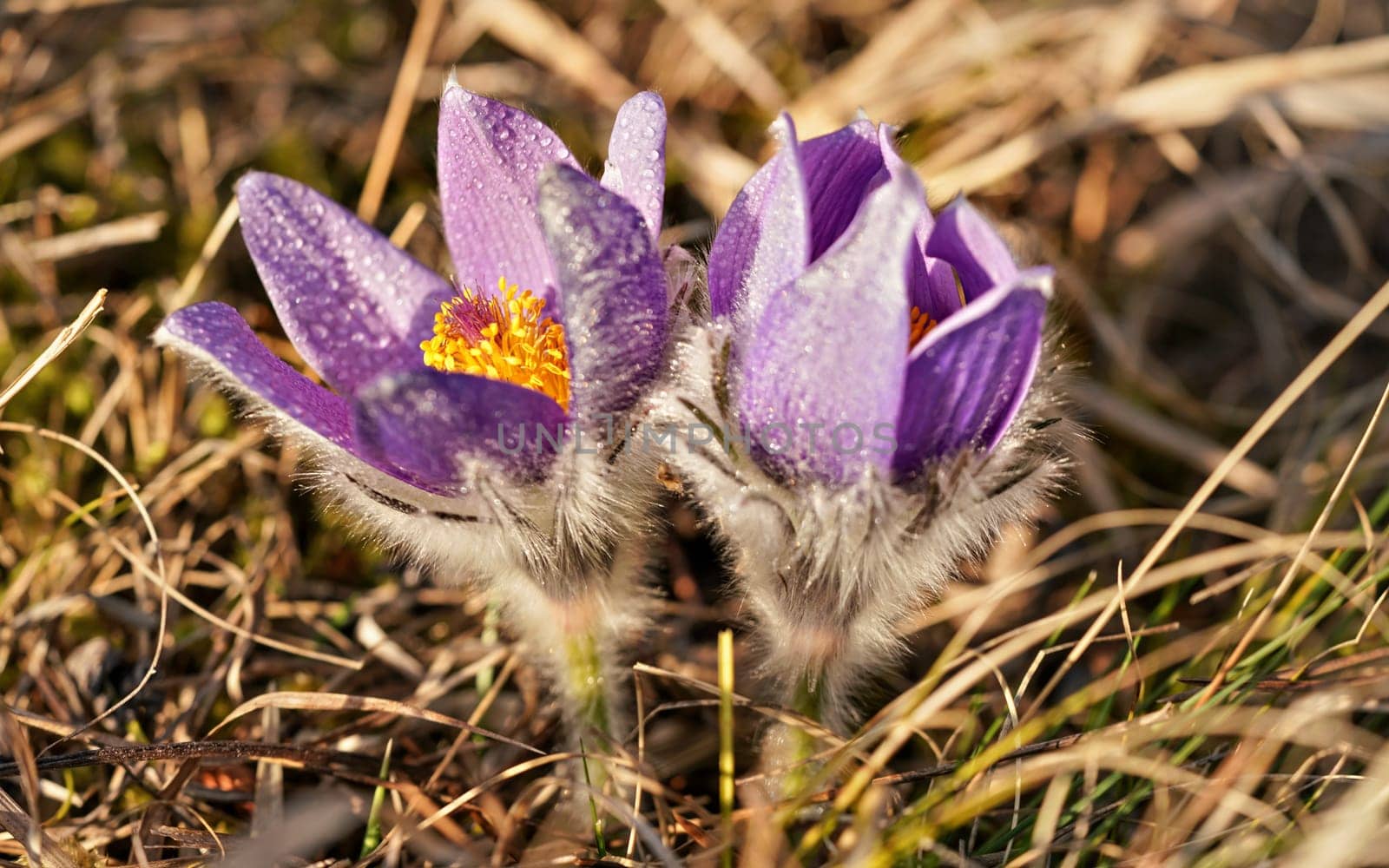 Purple / Violet greater pasque flower - Pulsatilla grandis - growing in dry grass, sun shines on petals, close up detail
