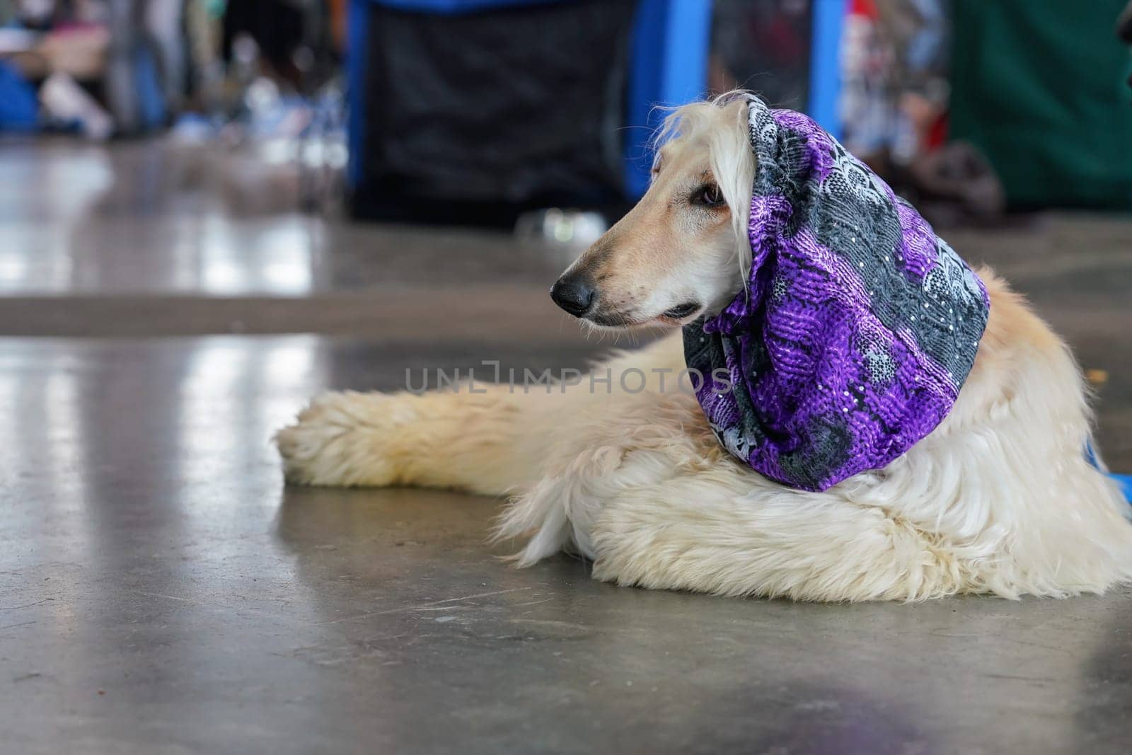 Russian borzoi laying on the stone floor indoor hall, violet scarf covering head, during dog show contest