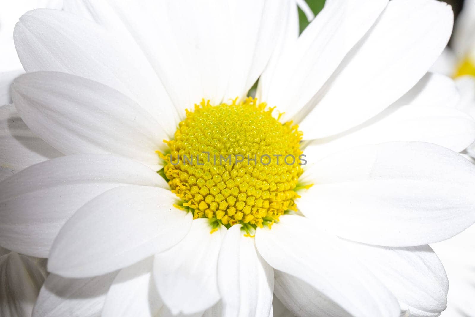 Close-up of a white daisy with a yellow center on white background. Perfect for various creative projects and design needs.