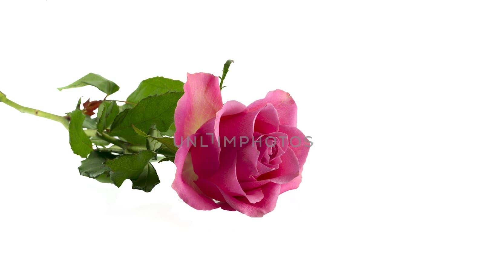 pink rose on white background by compuinfoto