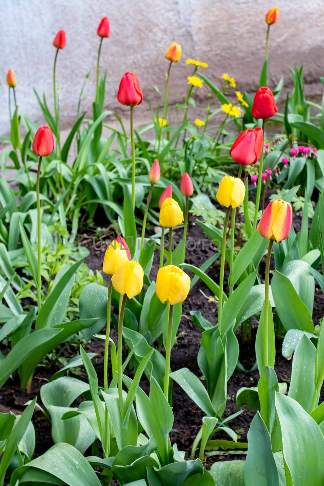 Red tulips on a flower bed close up