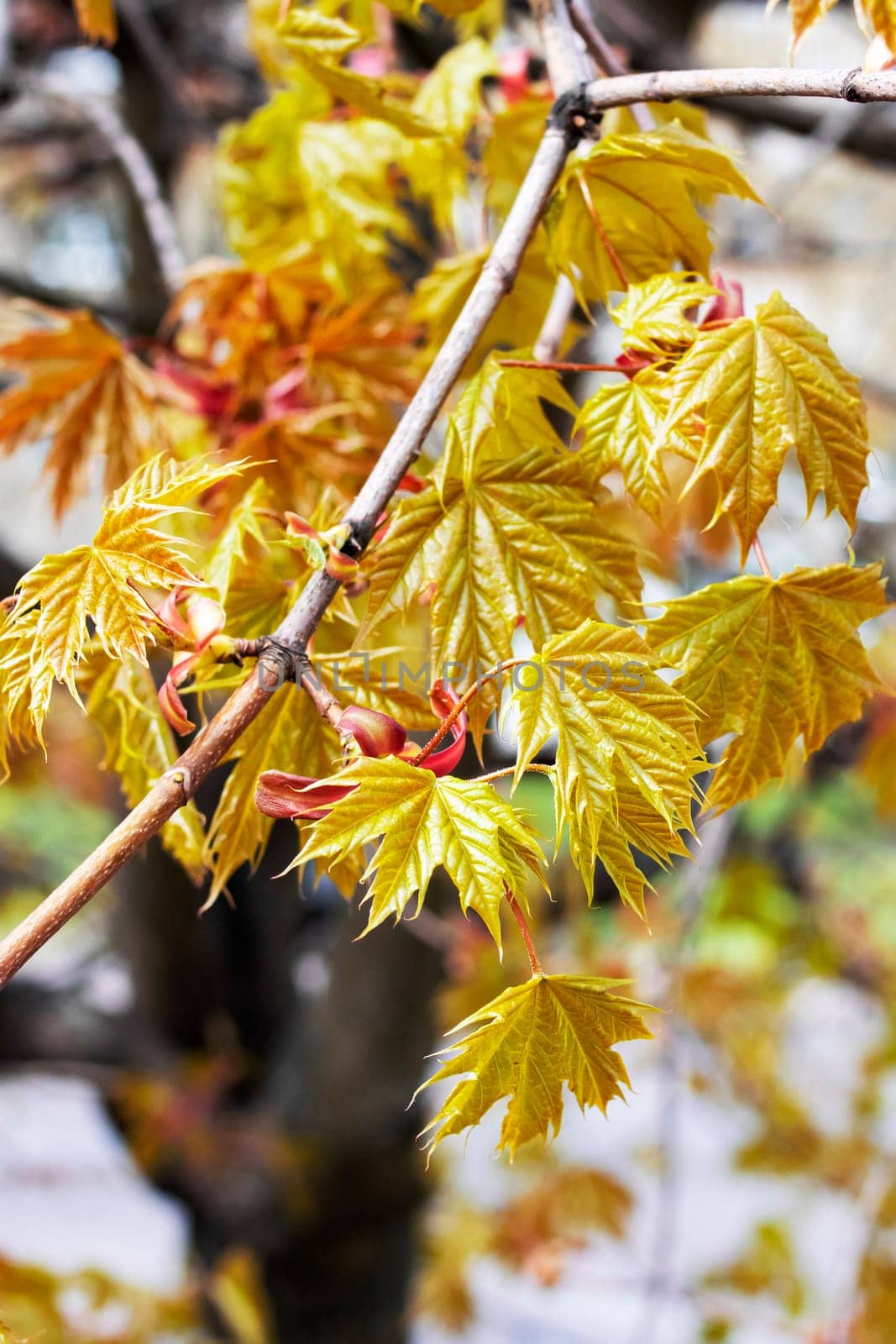 Small yellow leaves on a tree branch by Vera1703