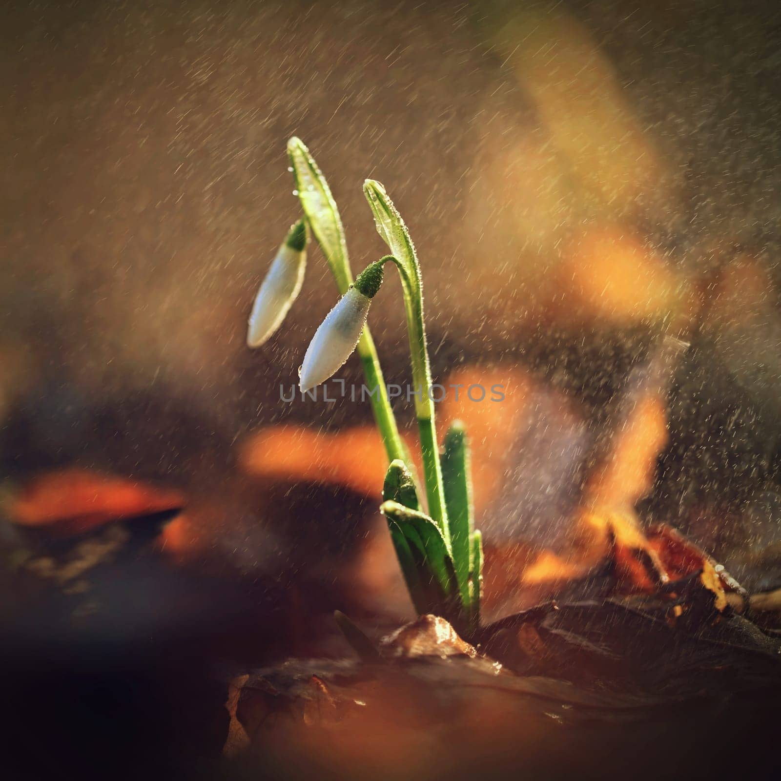 Spring colorful background with flower - plant. Beautiful nature in spring time. Snowdrop (Galanthus nivalis). Rain at sunset in the forest. by Montypeter