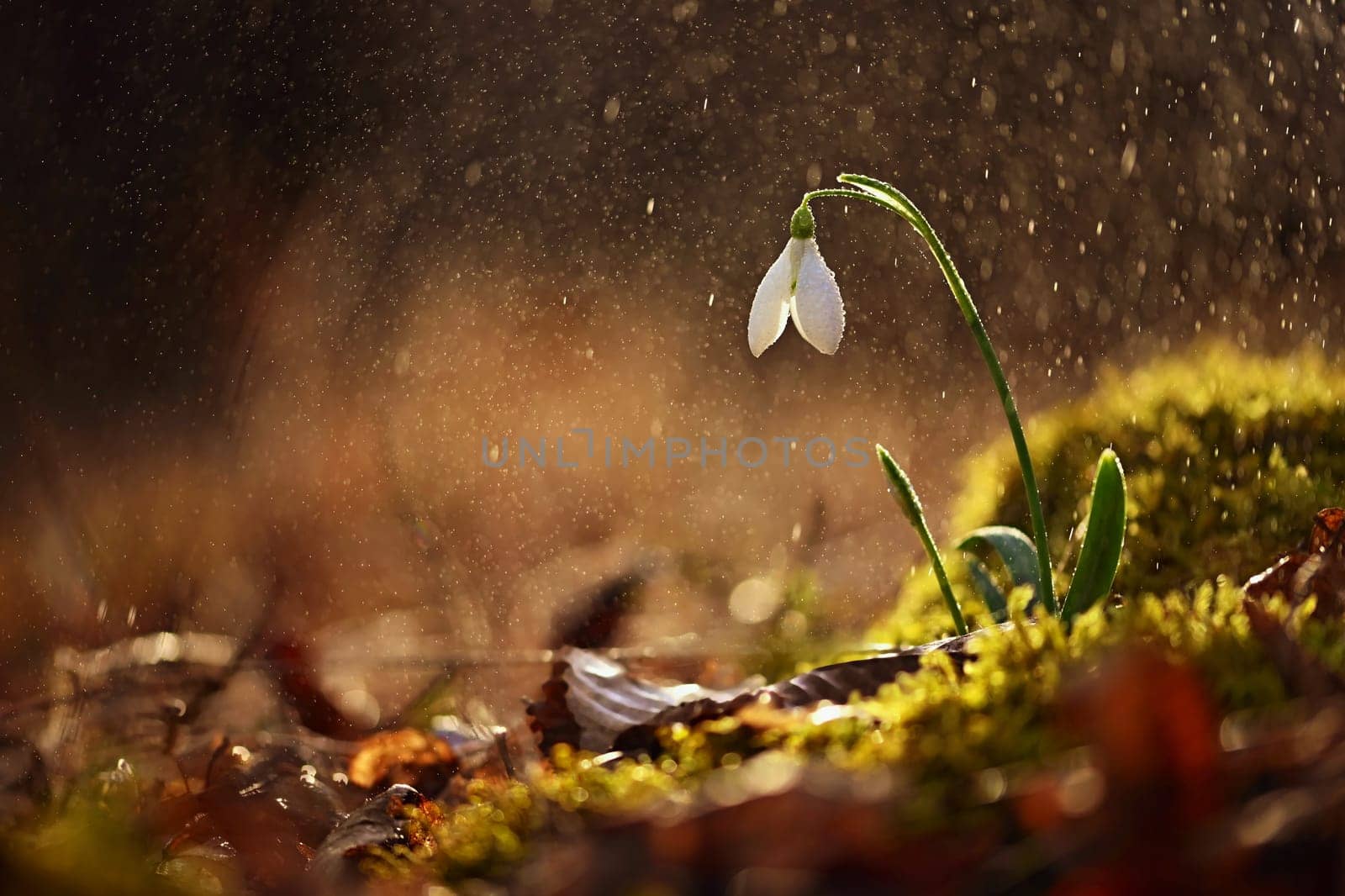Spring colorful background with flower - plant. Beautiful nature in spring time. Snowdrop (Galanthus nivalis). Rain at sunset in the forest. by Montypeter